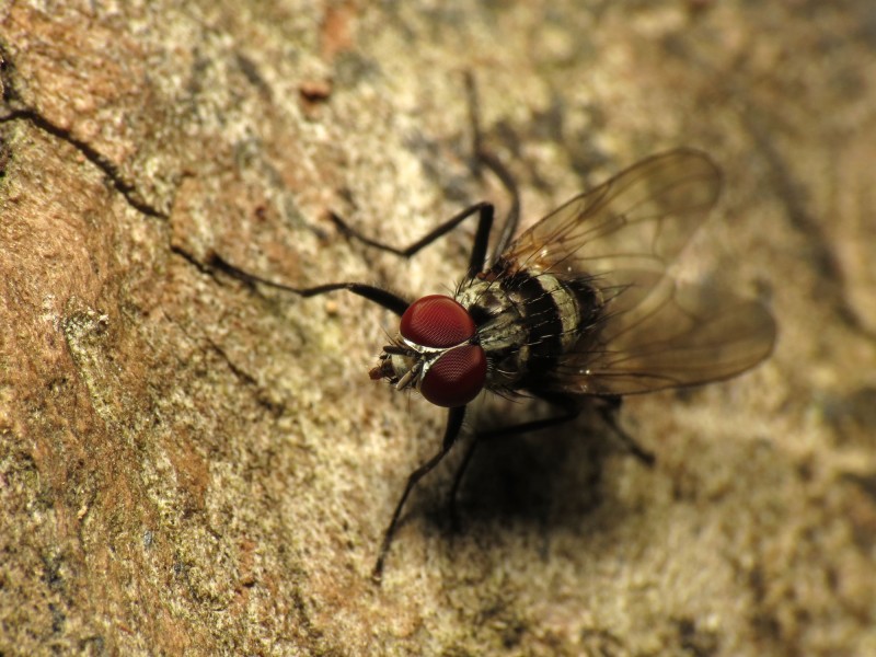 Pretty Anthomyia (7287351344)