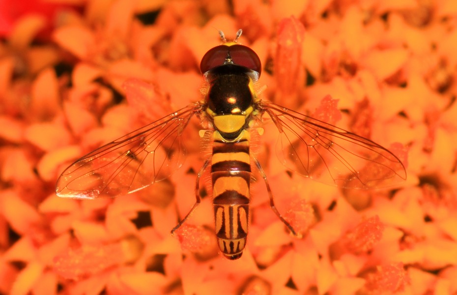 Syrphid - Allograpta obliqua, Meadowood Farm SRMA, Mason Neck, Virginia