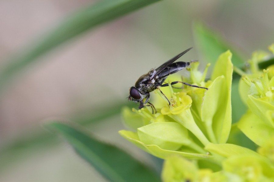 Syrphidae - Steiermark