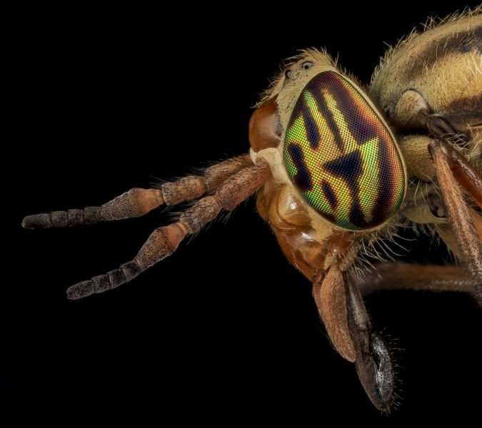 Tabanidae, U, Eyes 2, MD, Bowie 2013-06-26-17.44.11 ZS PMax (9148419568)