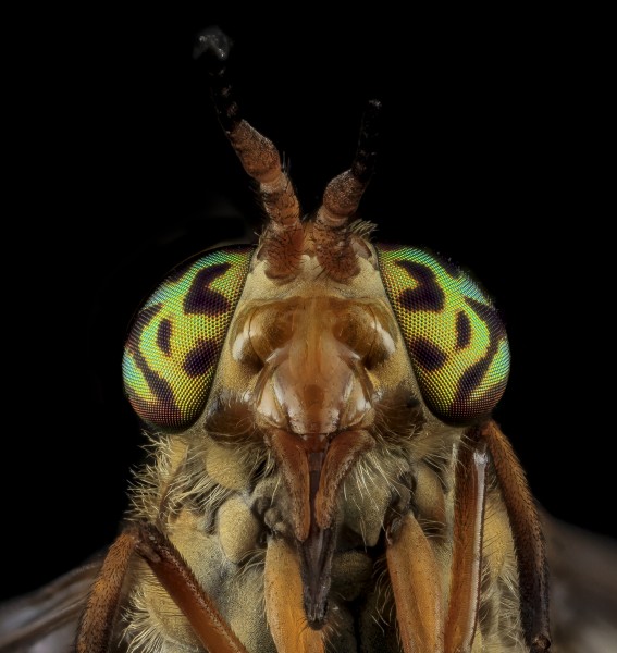 Tabanidae, U, Eyes 3, MD, Bowie 2013-06-26-17.53.04 ZS PMax (9146192841)