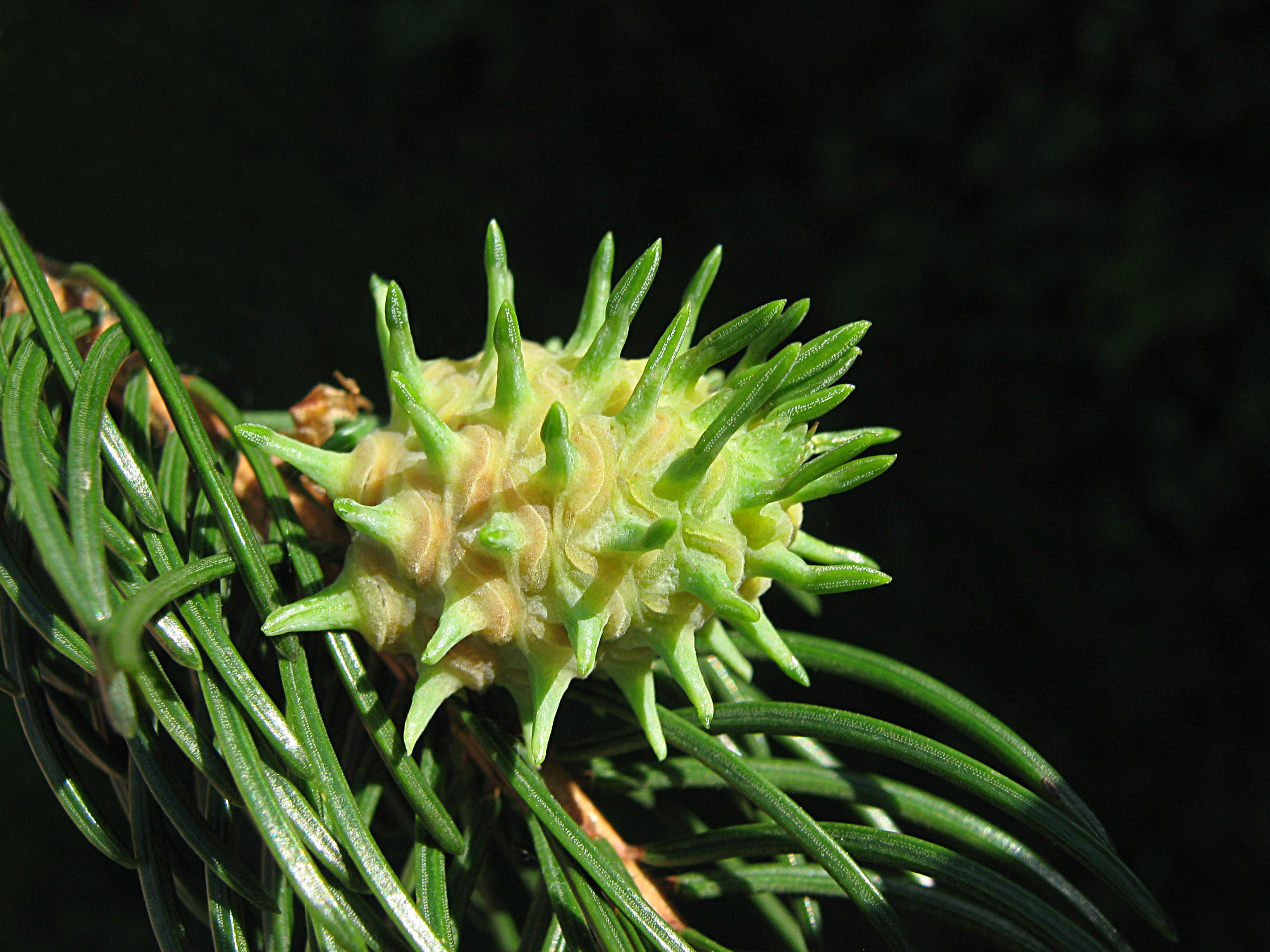 Pseudocone (Pineapple) gall, Picea abies