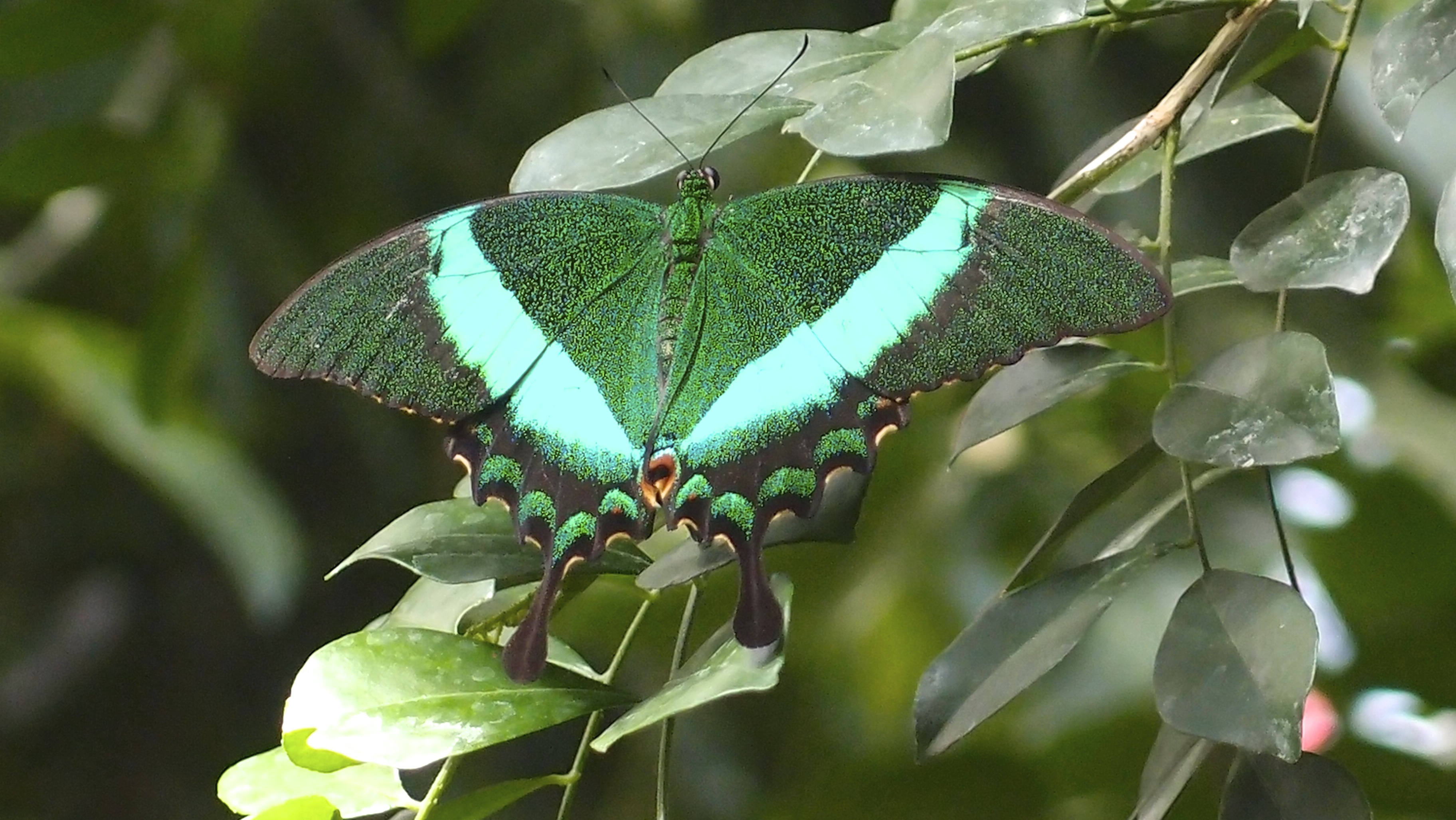 Schmetterling - Insel Mainau