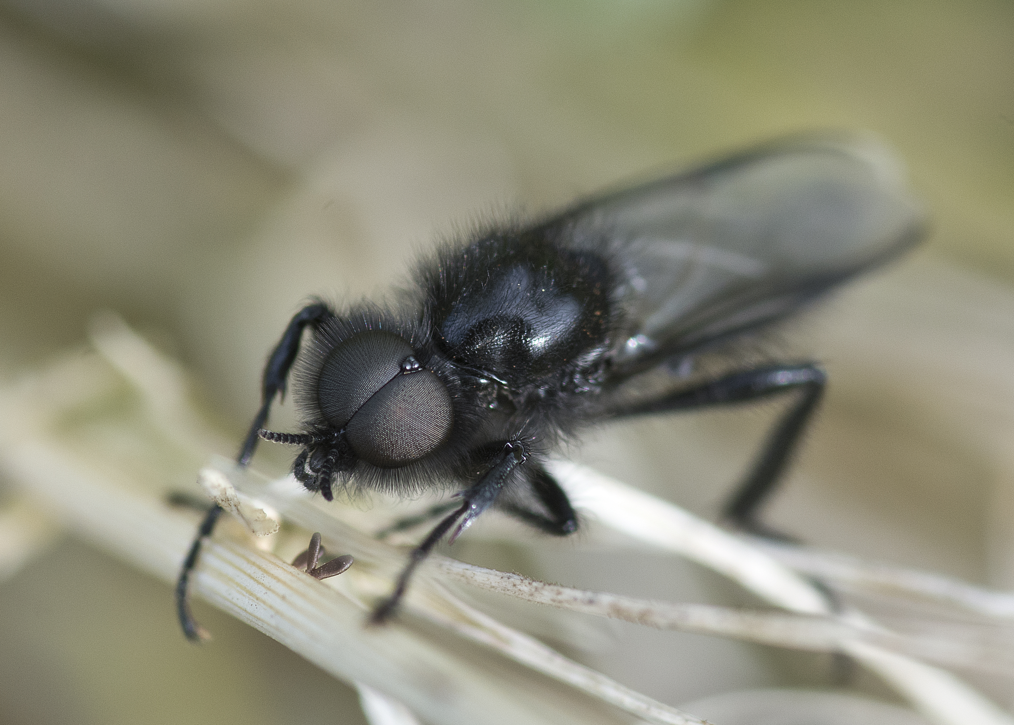 St Mark's fly (27221830585)