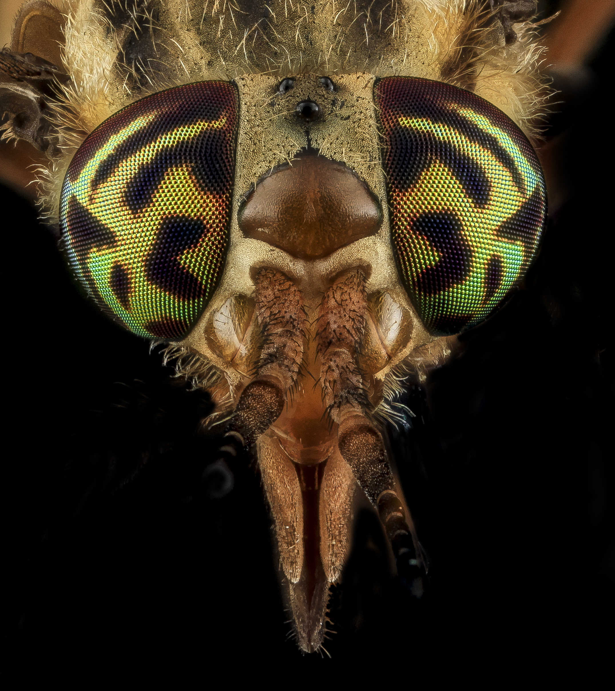 Tabanidae, U, Eyes 1, MD, Bowie 2013-06-26-17.37.52 ZS PMax (9145273393)