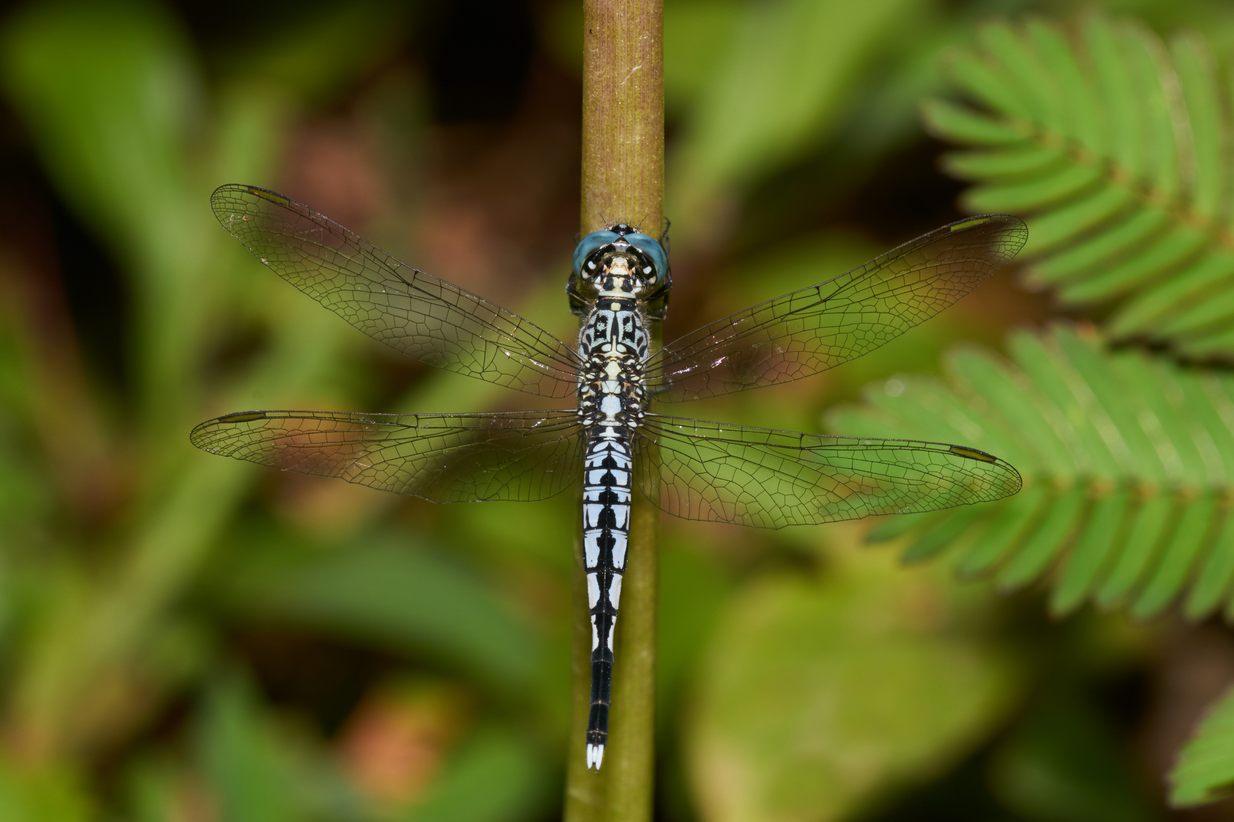 Acisoma panorpoides-Kadavoor-2016-09-07-001