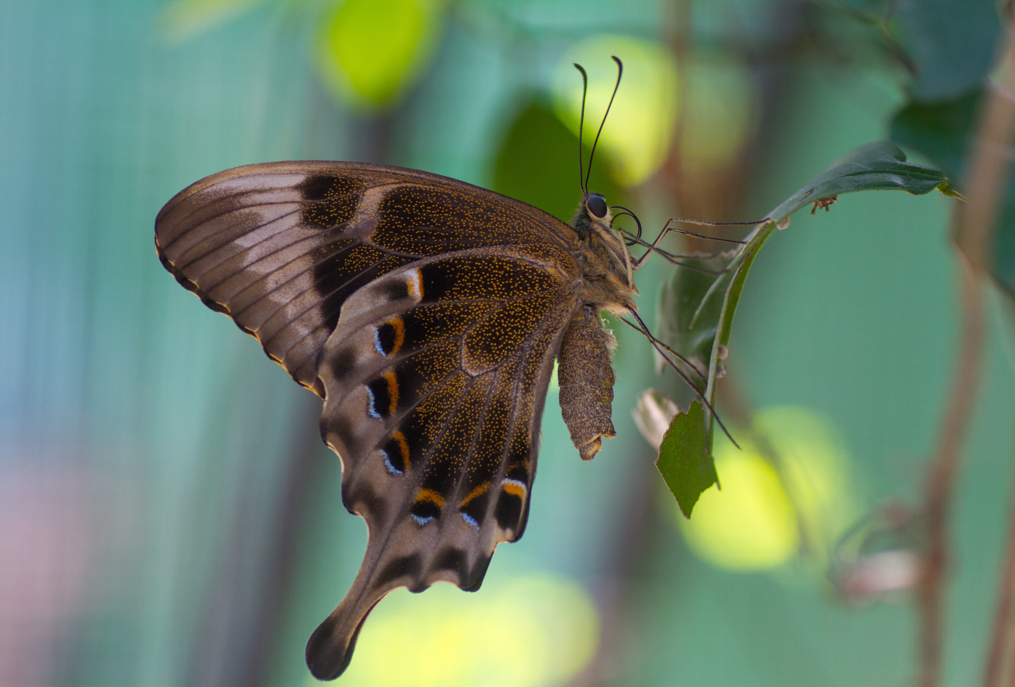 Bufferfly at Butterfly Park & Insect Kingdom, Sentosa 01