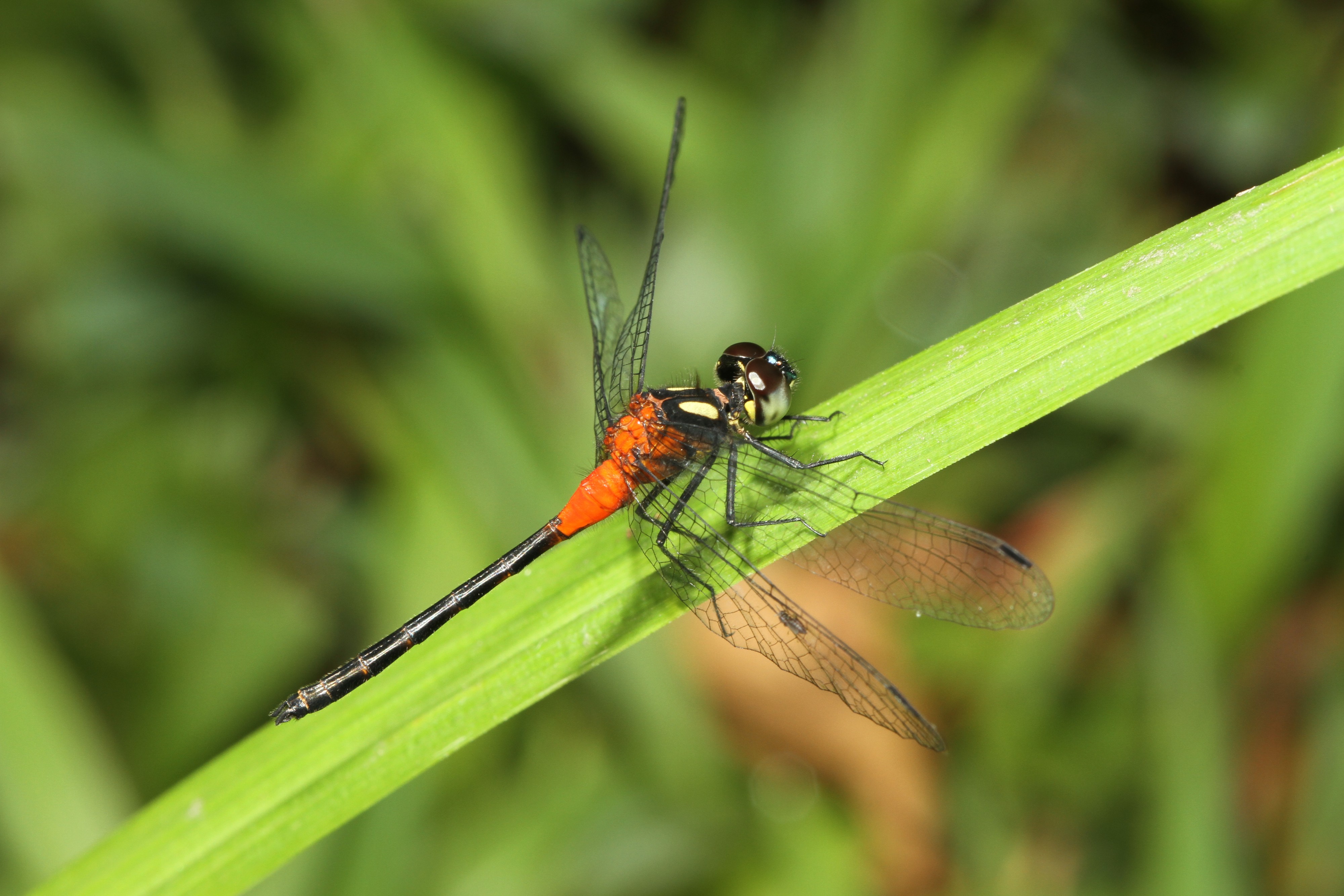 Epithemis mariae - Davidraju 2059