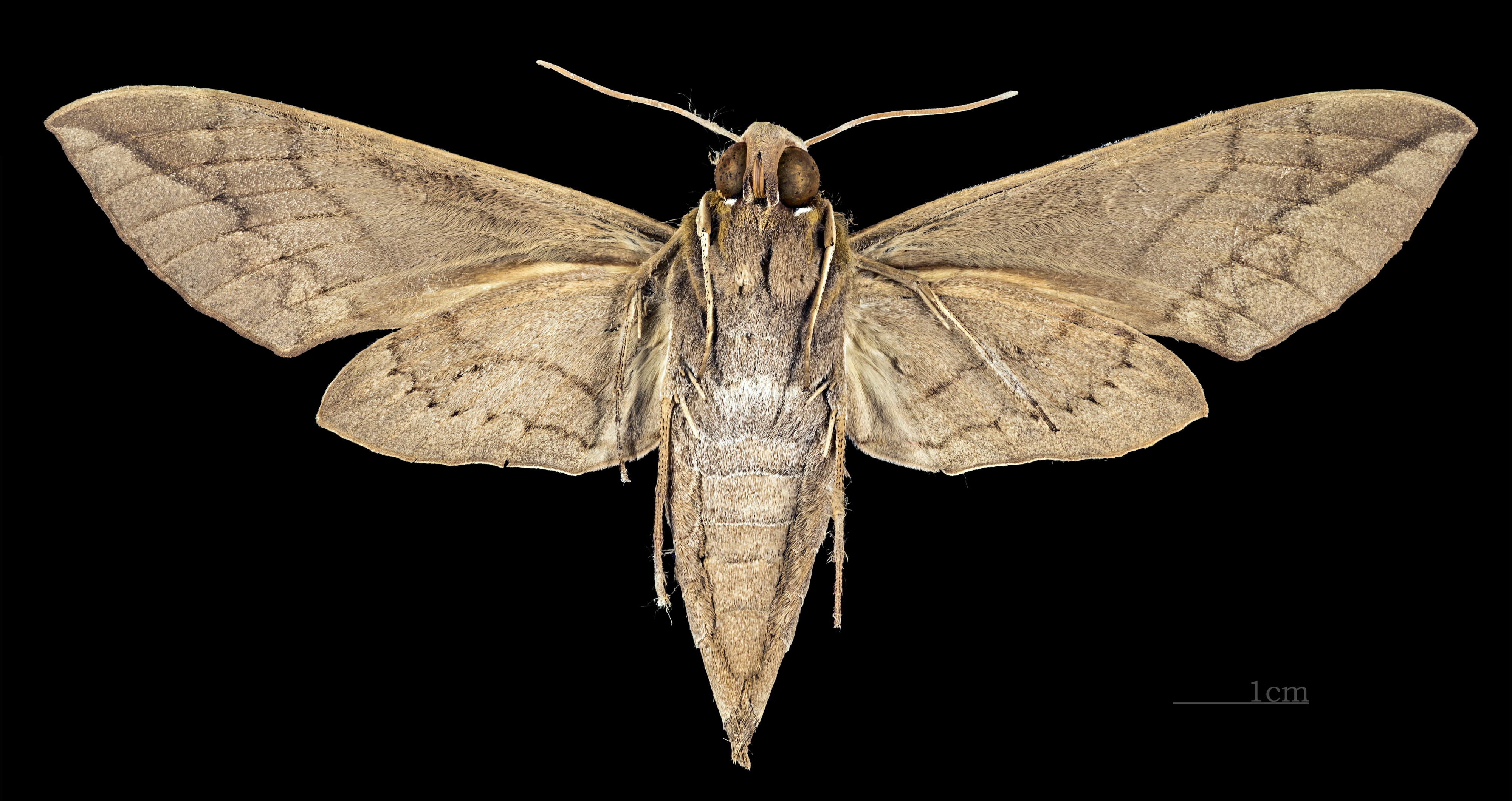 Eumorpha satellitia posticatus MHNT CUT 2010 0 8 Guantánamo female ventral