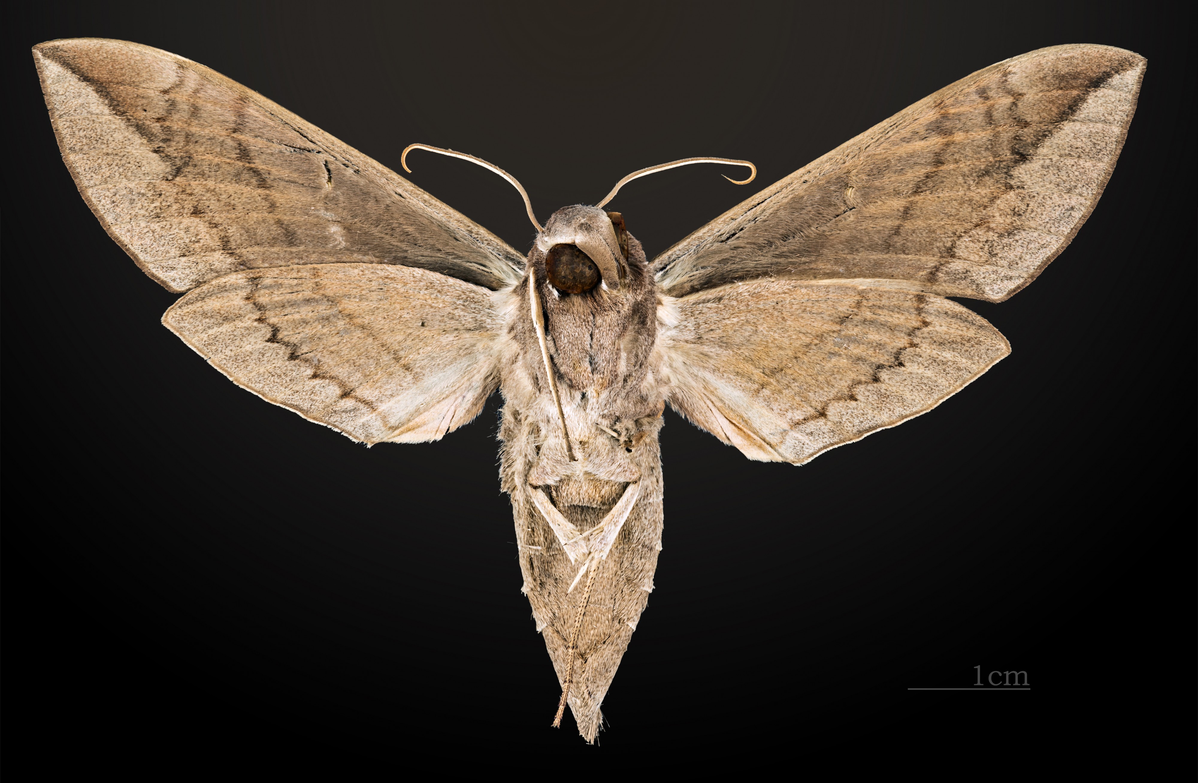 Eumorpha satellitia posticatus MHNT CUT 2010 0 8 La Habana male ventral