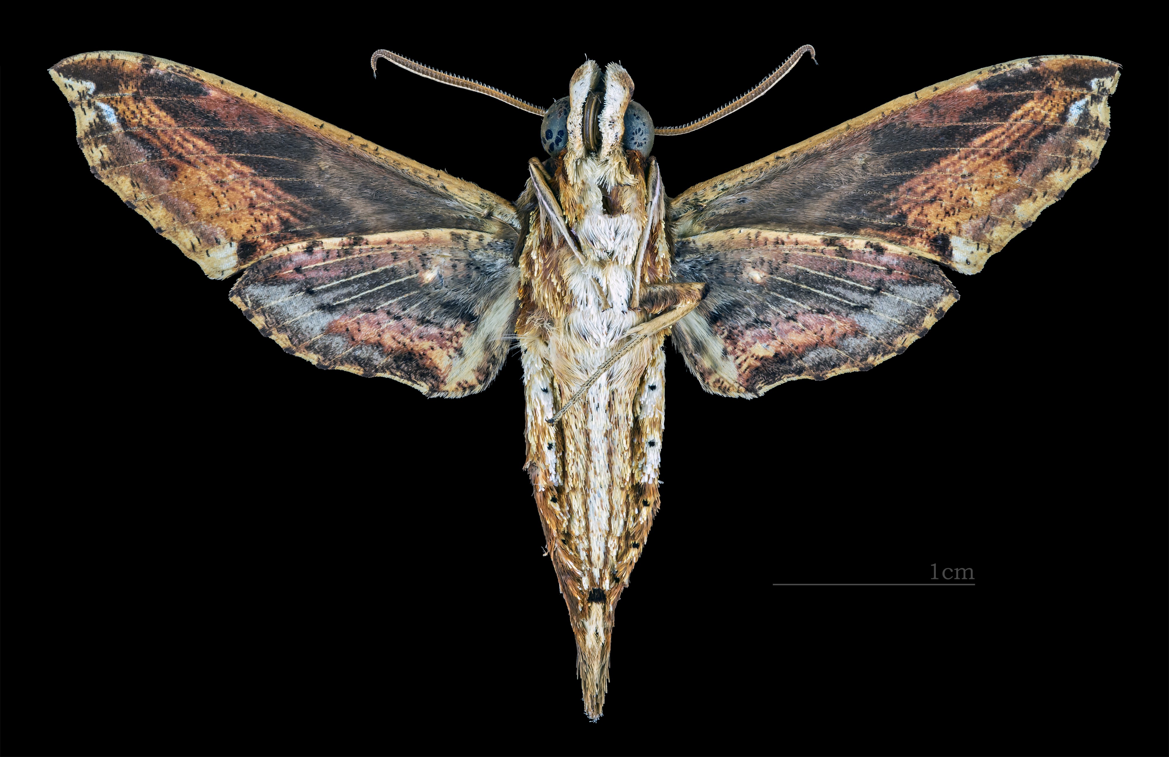 Eupanacra radians MHNT CUT 2010 0 127 Dairi Regency Sumatra male ventral