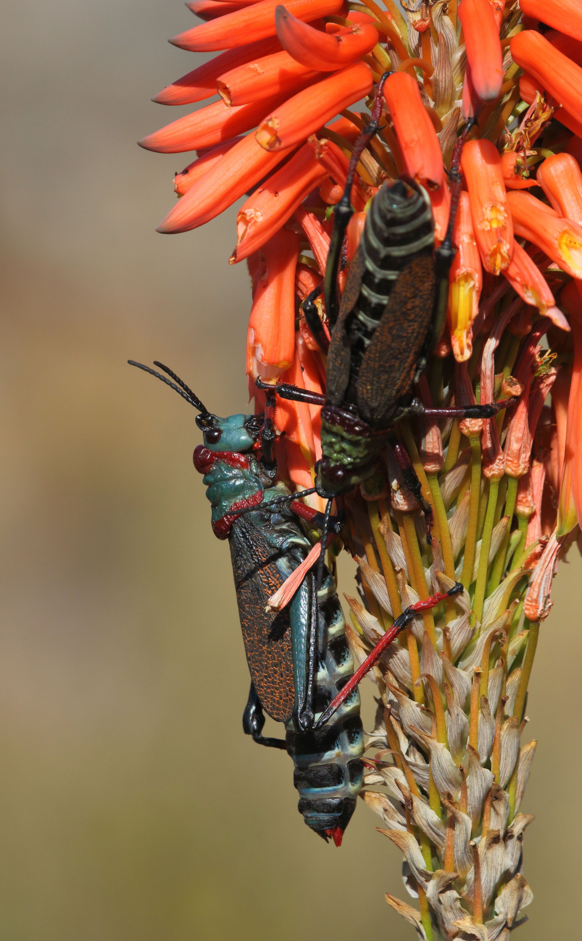 Grasshopper 2017 07 02 0442