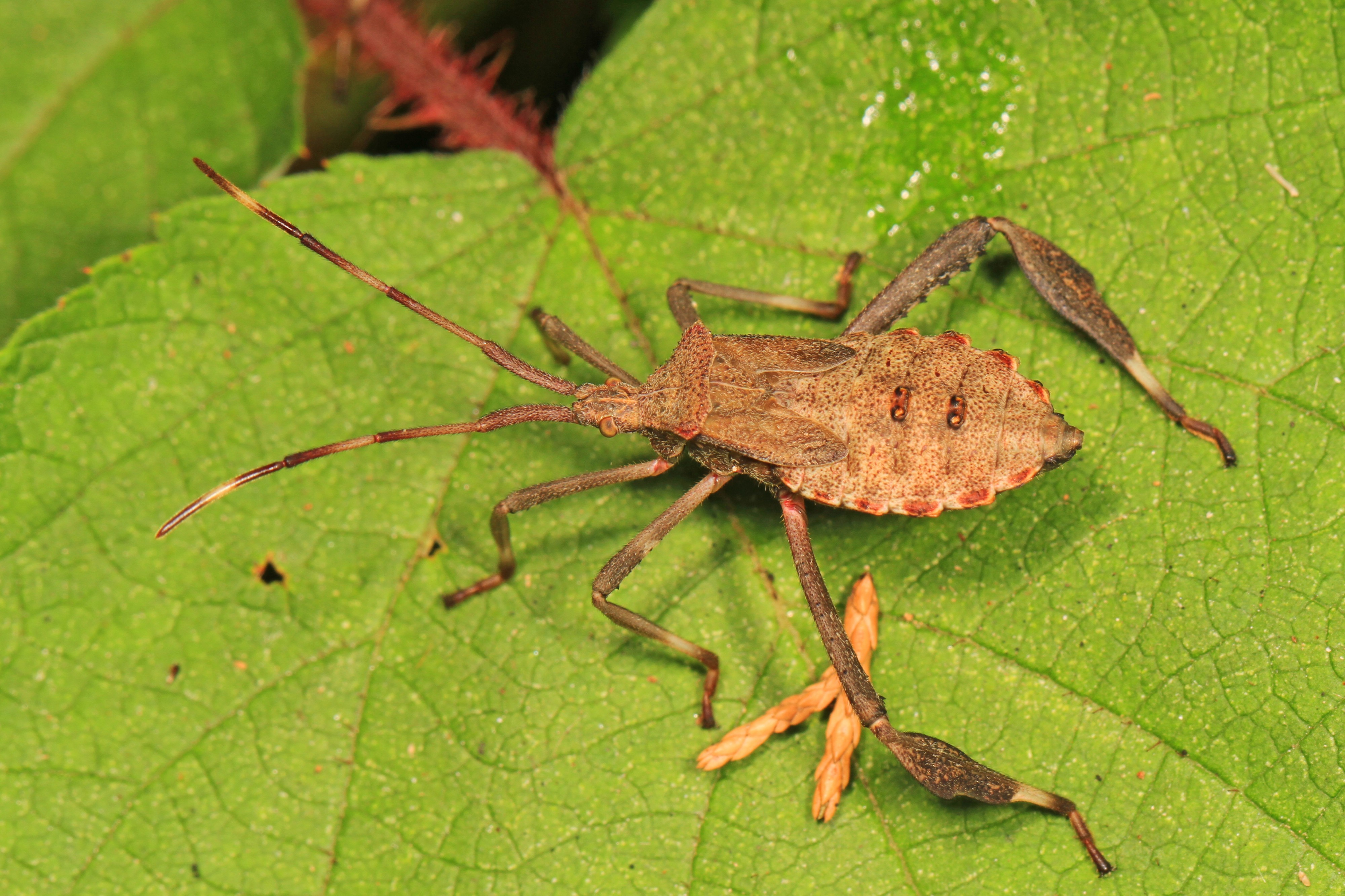 Leaf-footed Bug nymph - Acanthocephala sp?, Meadowood Farm SRMA, Mason Neck, Virginia