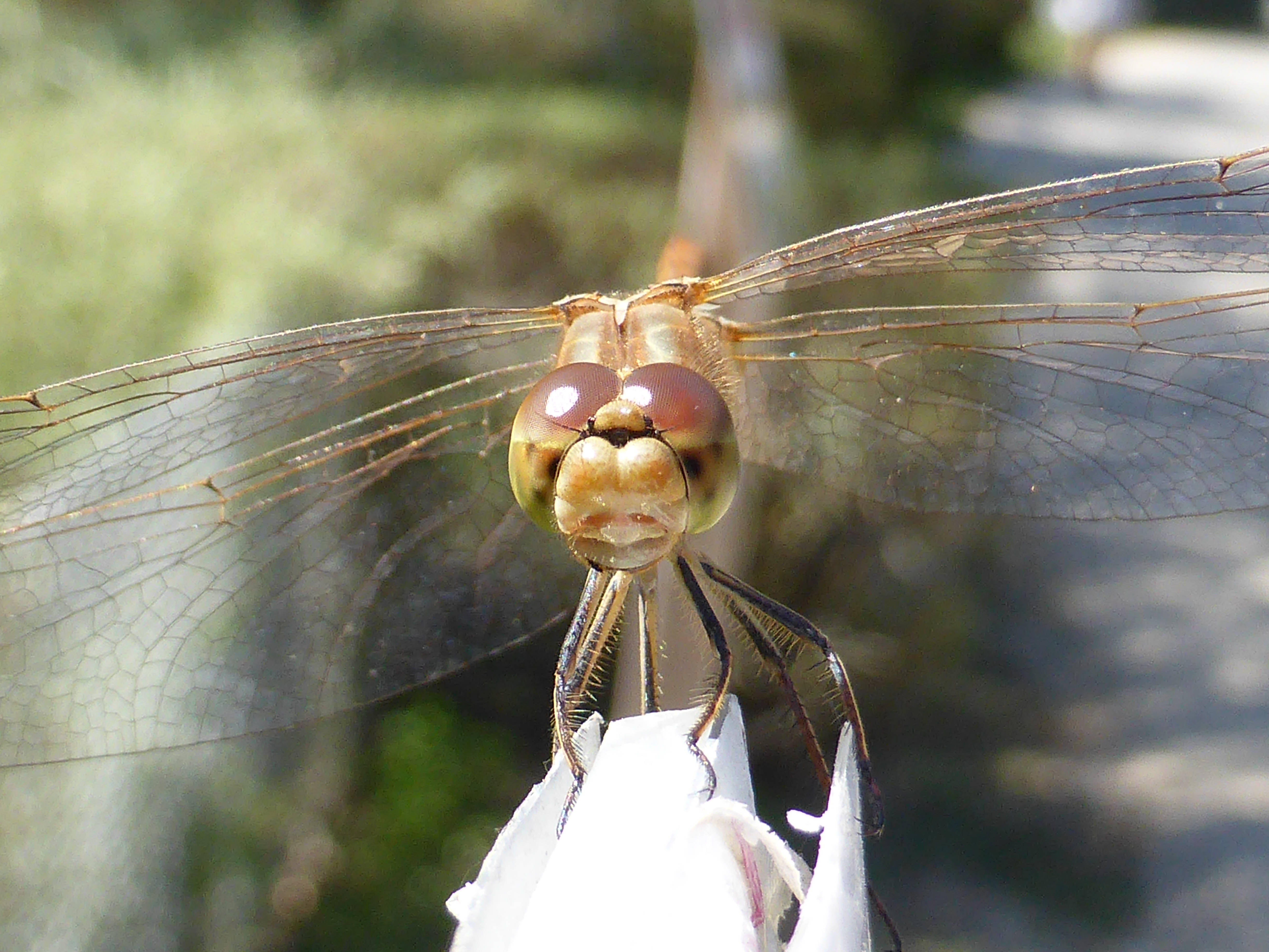 Unidentified Odonata - Parc des oiseaux 05