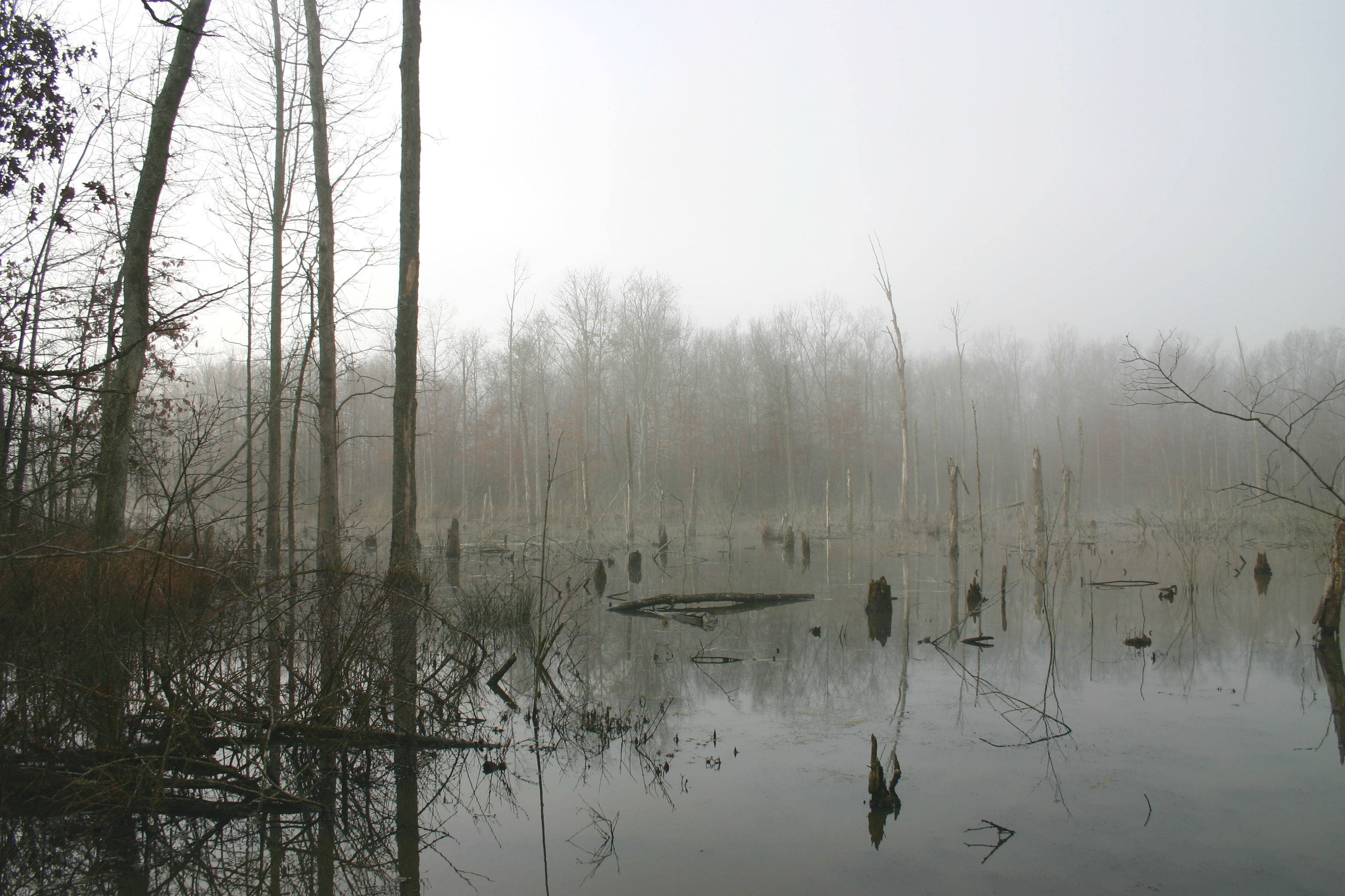 Beaver pond (6887005301)