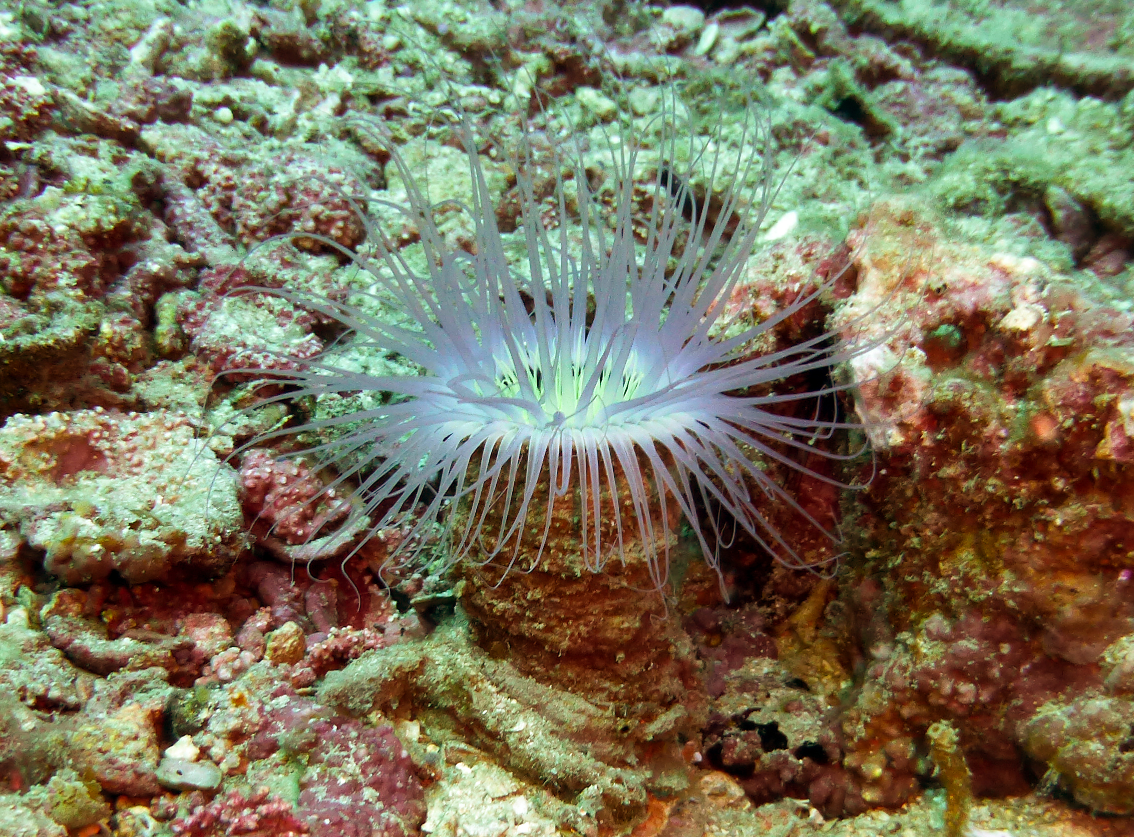 Diving Ko Tao, Thailand 1089