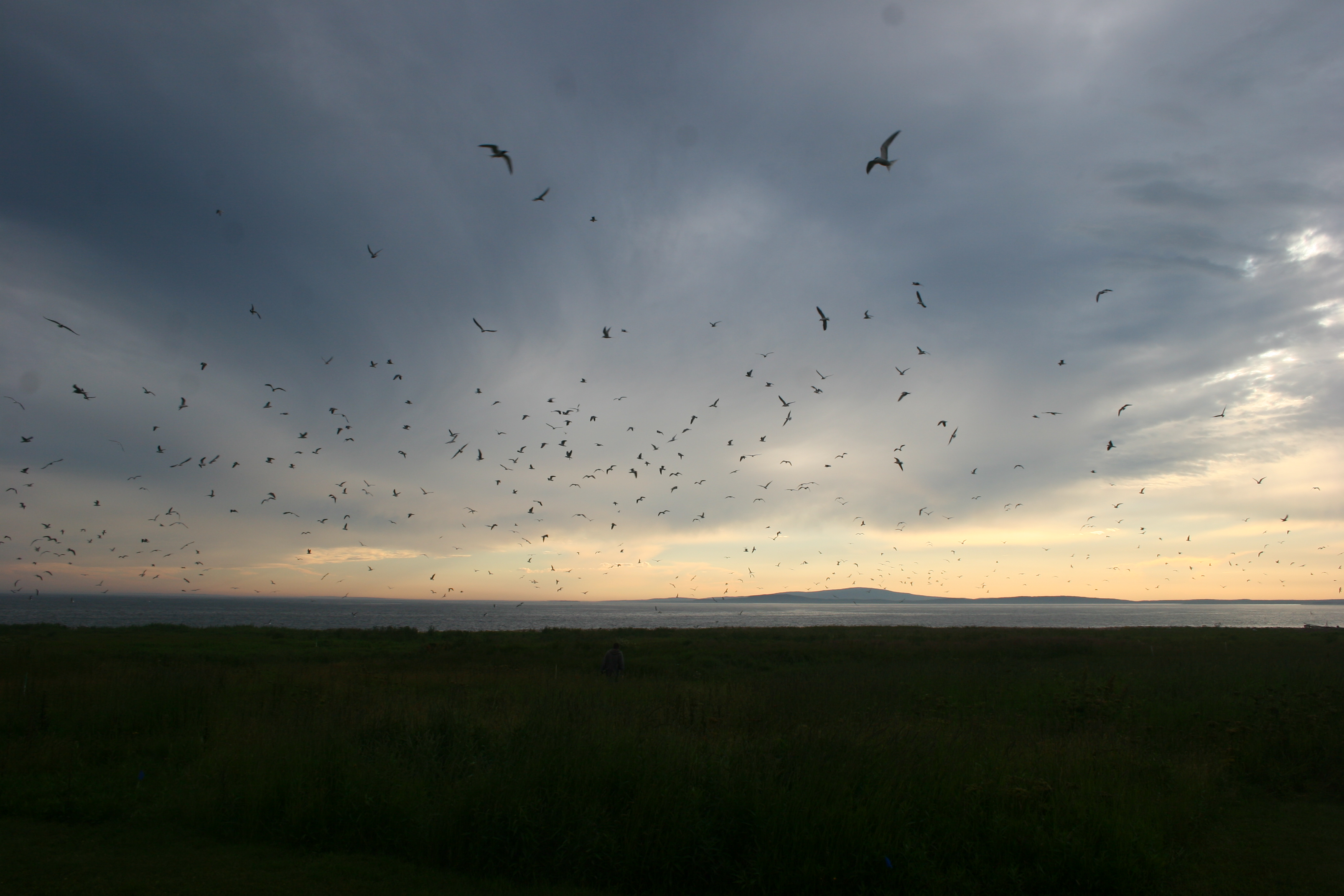 Жаворонок над полем. Birds at the Airdrome.