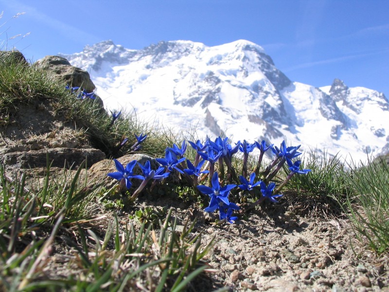 Breithorn Enzian 2005-06-11