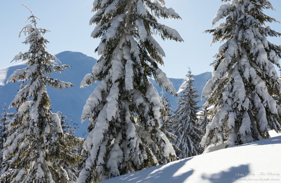 Carpathians photographed by Serhiy Lvivsky in February 2022, picture 10