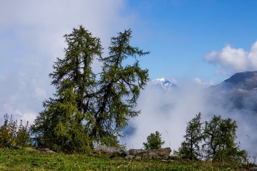 Europese lariks (Larix decidua) langs het voetpad tussen Grimentz en Vercorin