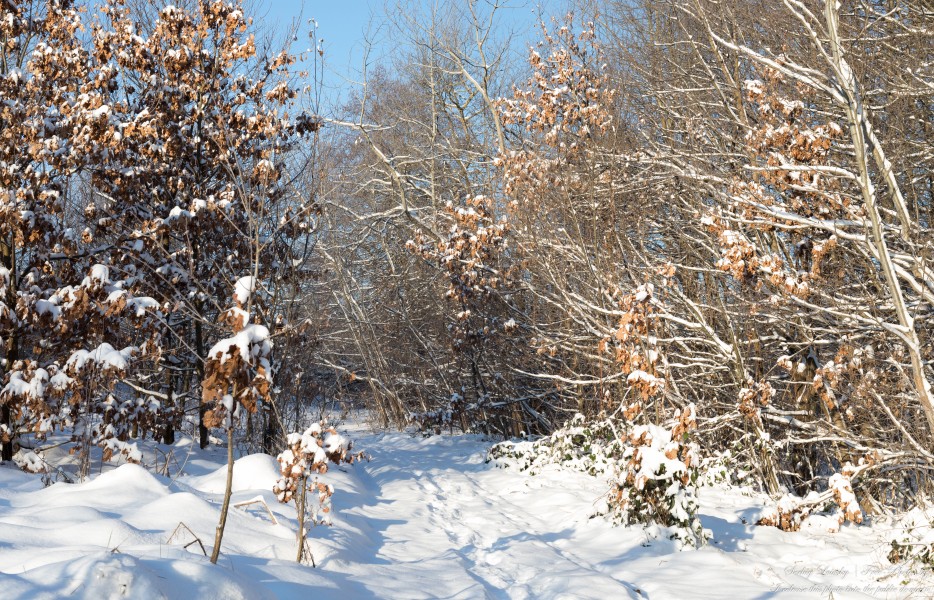 nature in Lviv region of Ukraine in January 2024, photographed by Serhiy Lvivsky, picture 2