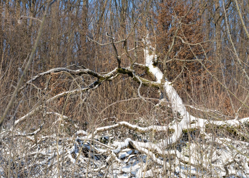 nature in Lviv region of Ukraine in January 2024, photographed by Serhiy Lvivsky, picture 4