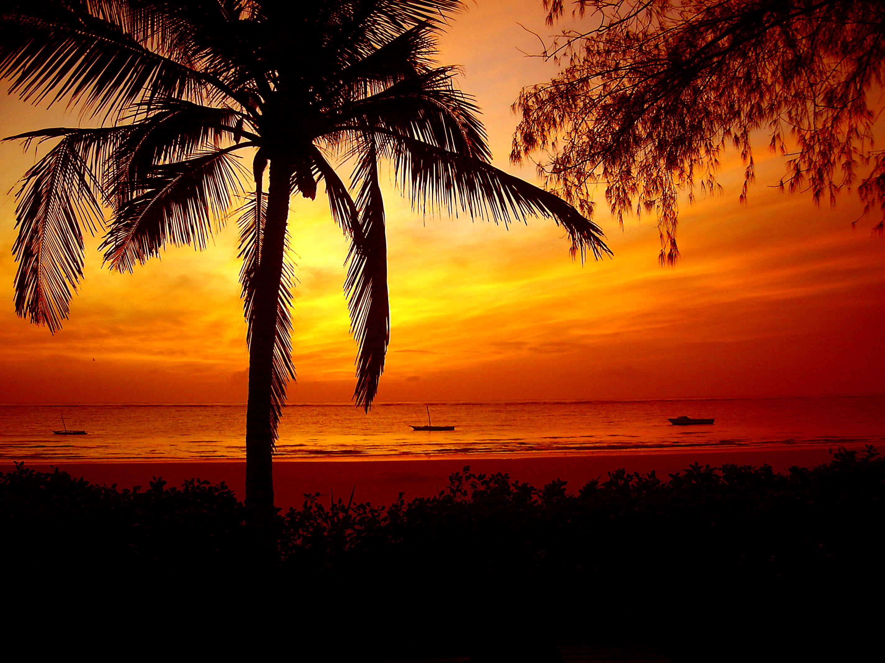 Red sunrise over a palmtree and ocean