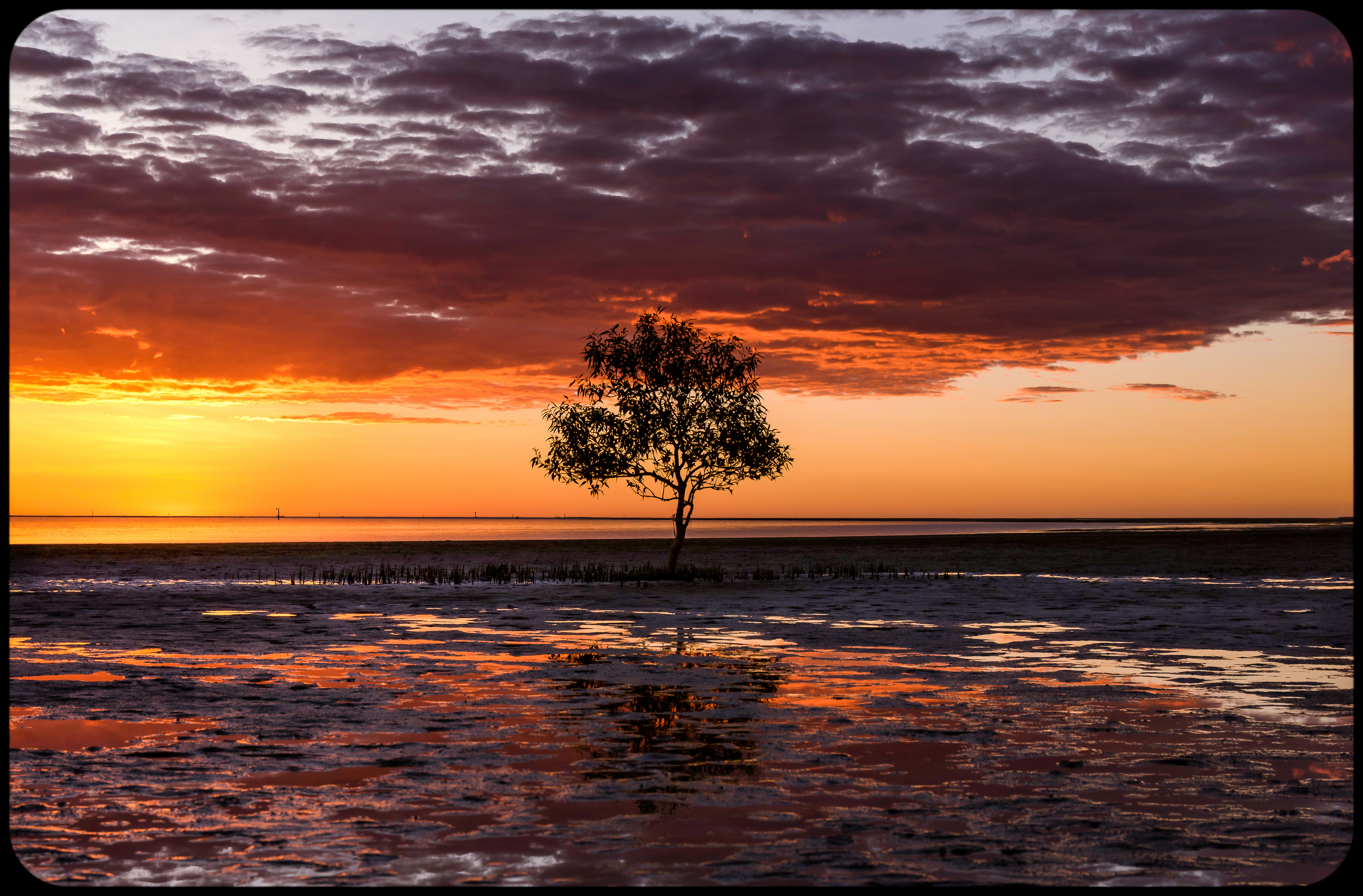 Staying Still 37 - Little Mangrove