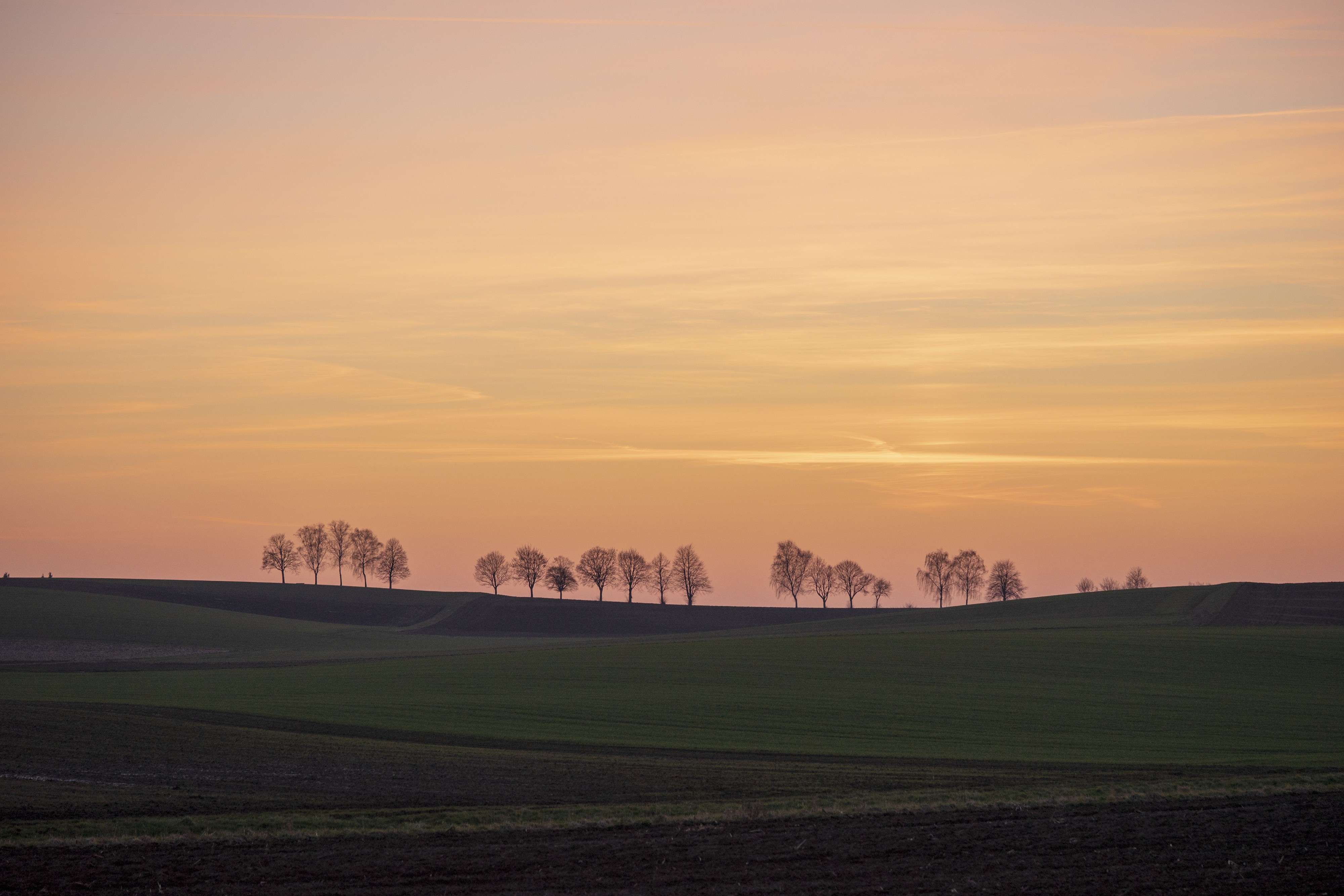 Bad Rappenau - Bonfeld - Baumreihe nördlich vom Dorf im März 2