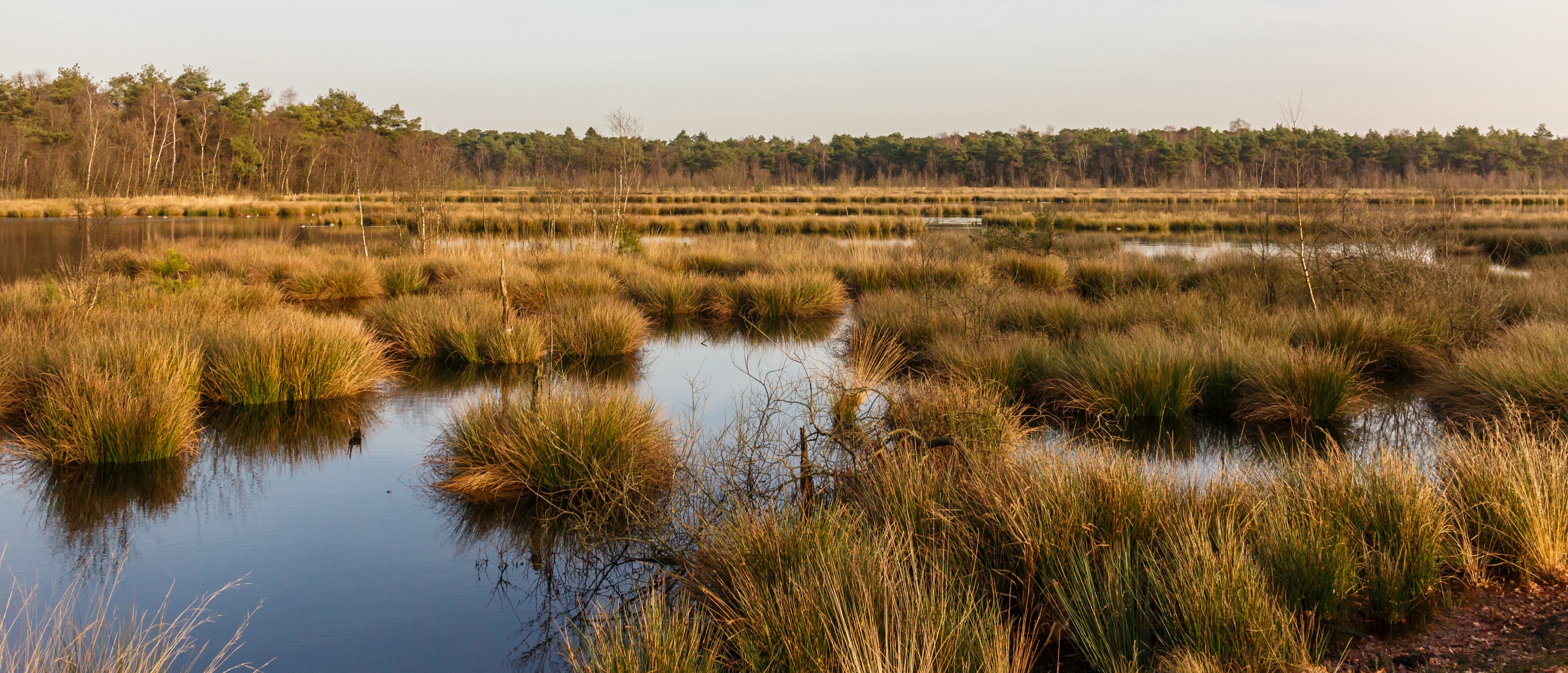 Diakonievene. Natuurgebied van It Fryske Gea 15