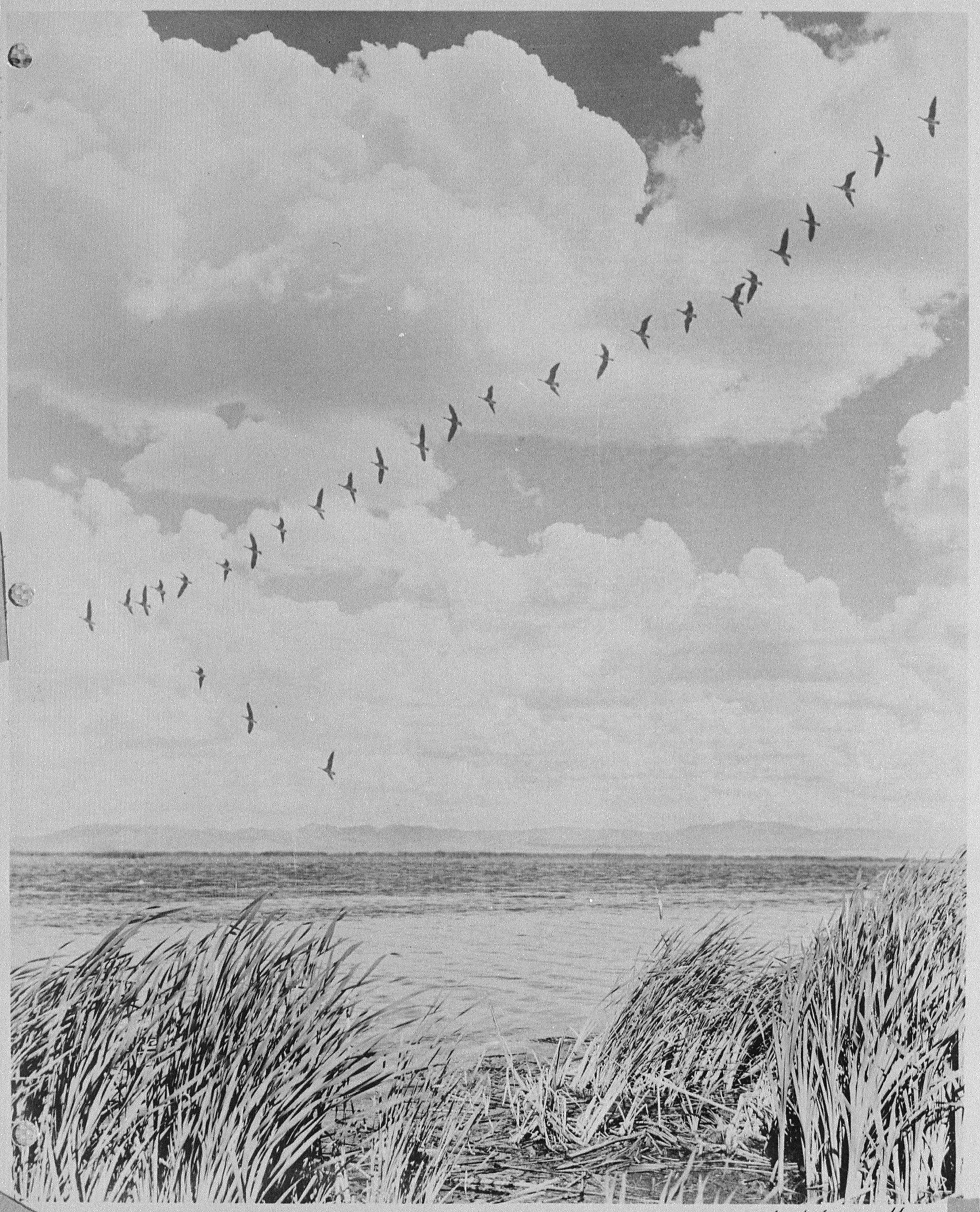 Tule Lake Relocation Center, Tule Lake California. View of Canadian Honker geese in formation over . . . - NARA - 536222