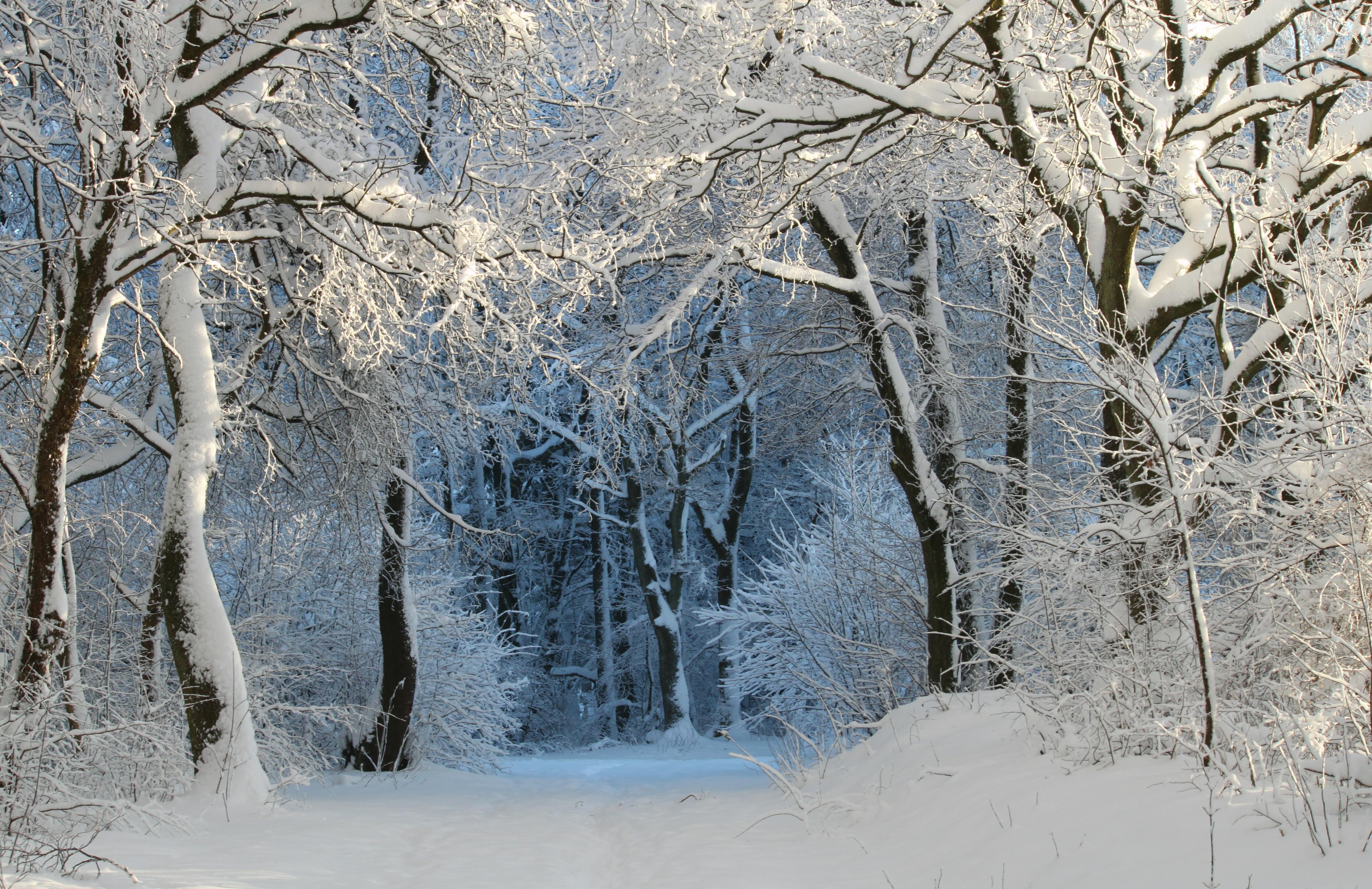 snow-covered trees in a park - winter 343512