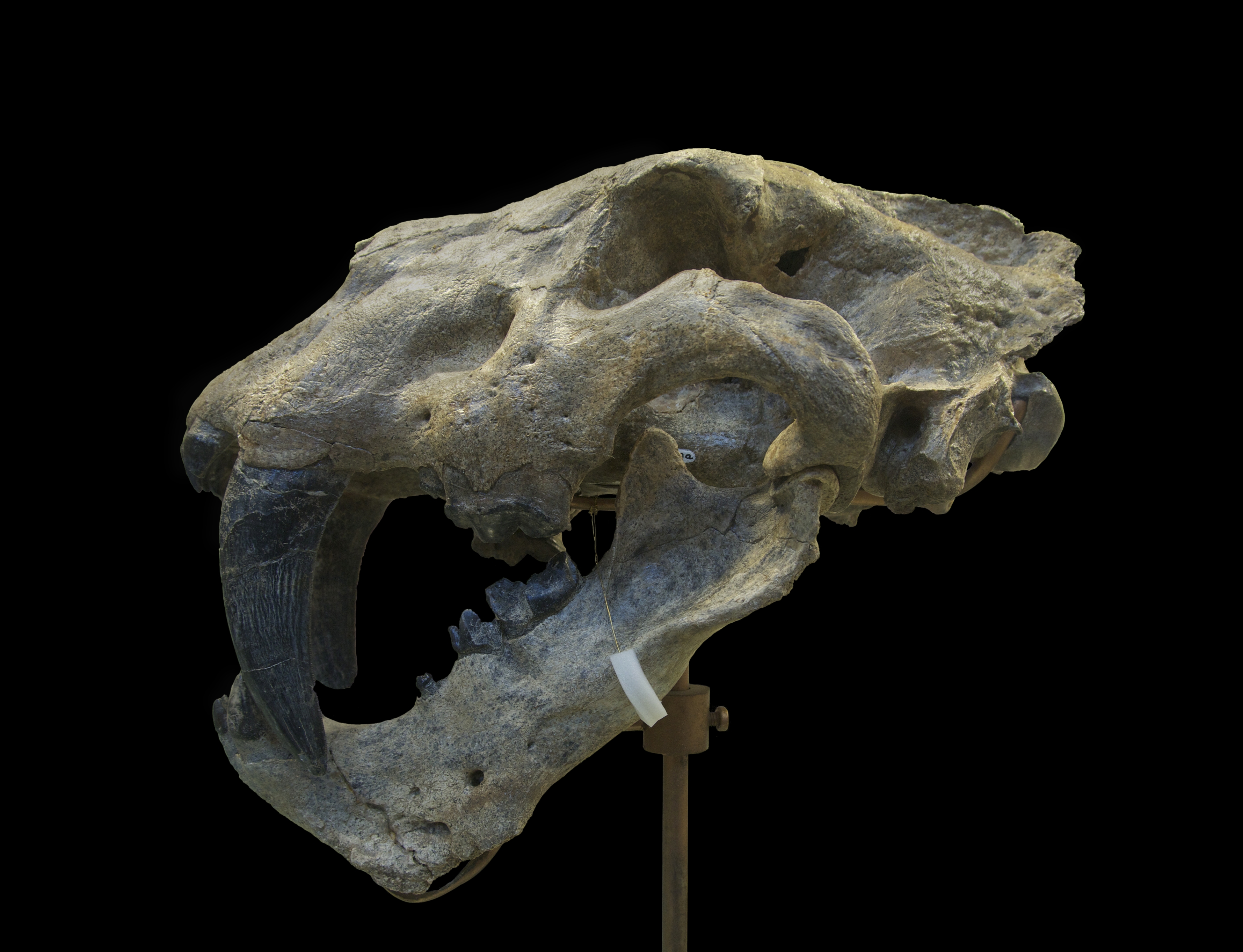 Homotherium crenatidens fabrini MNHN