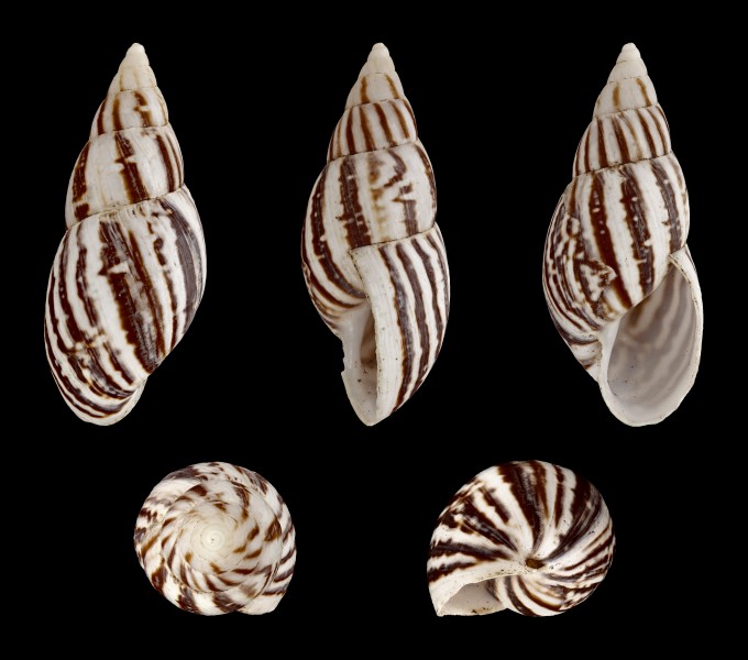 Drymaeus scitulus cochambalensis 01