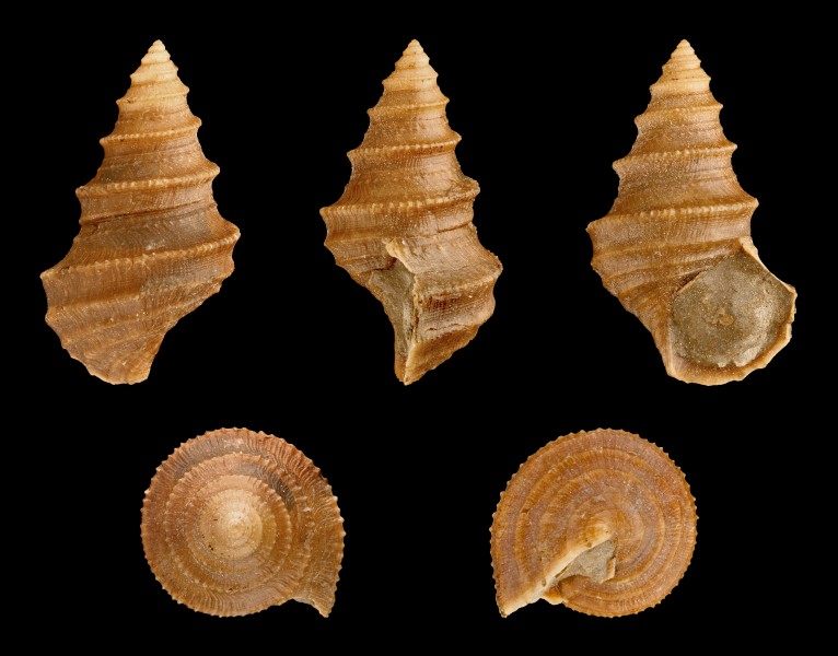 Eucyclus capitaneus 01