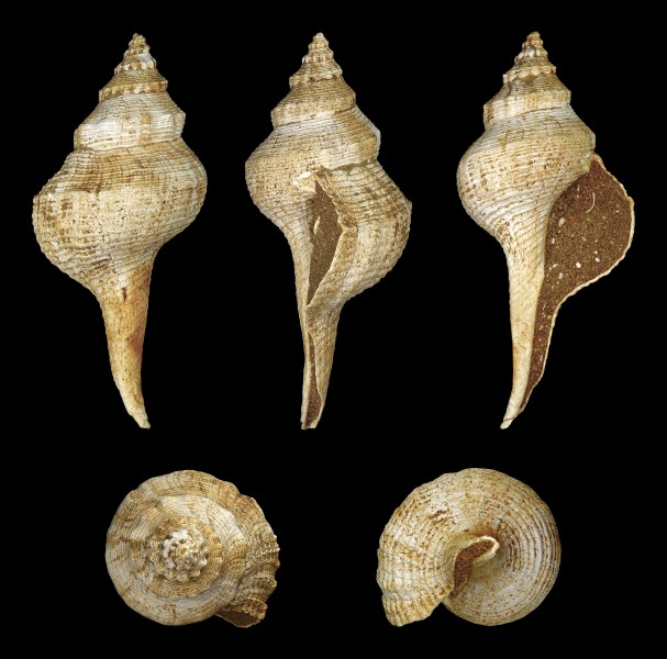 Euthriofusus burdigalensis grateloupi 01