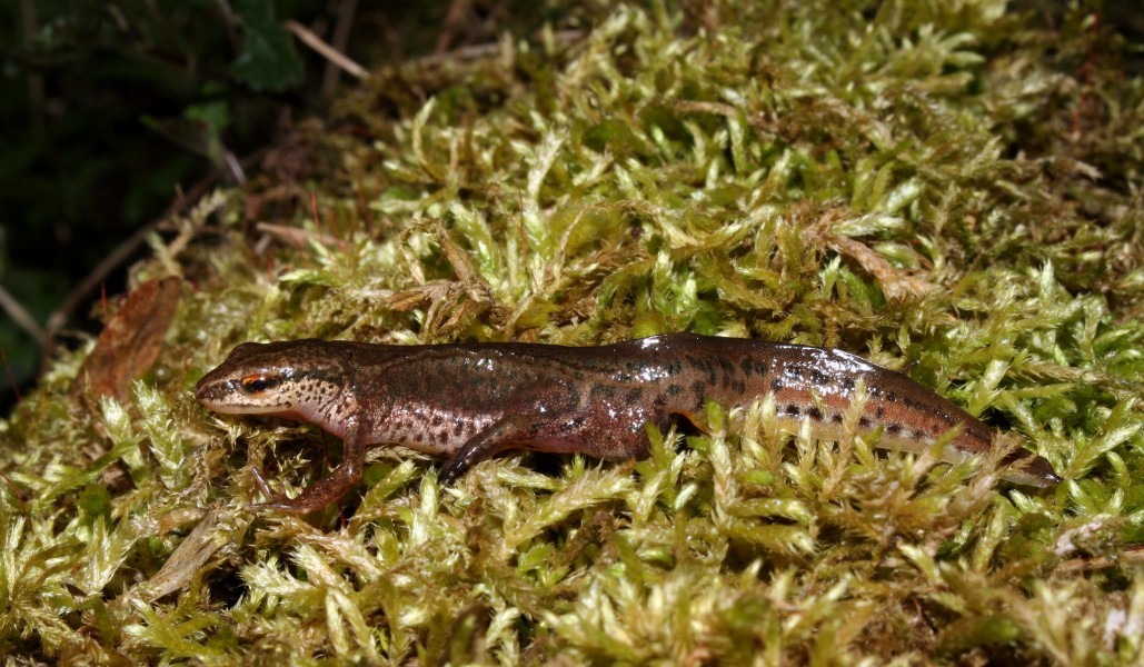 Fadenmolch-triturus-helveticus