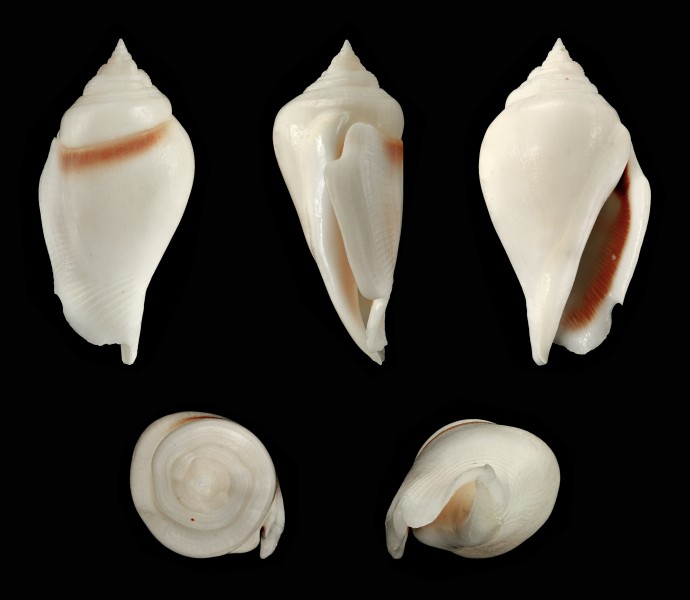 Gibberulus gibberulus albus 01