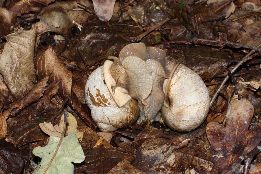 Helix pomatia copulation 2012 G1