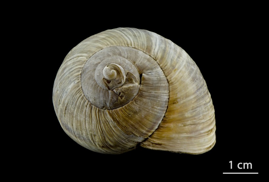 Helix pomatia shell - Weinbergschneckenhaus - coquille d'escargot de Bourgogne - 01