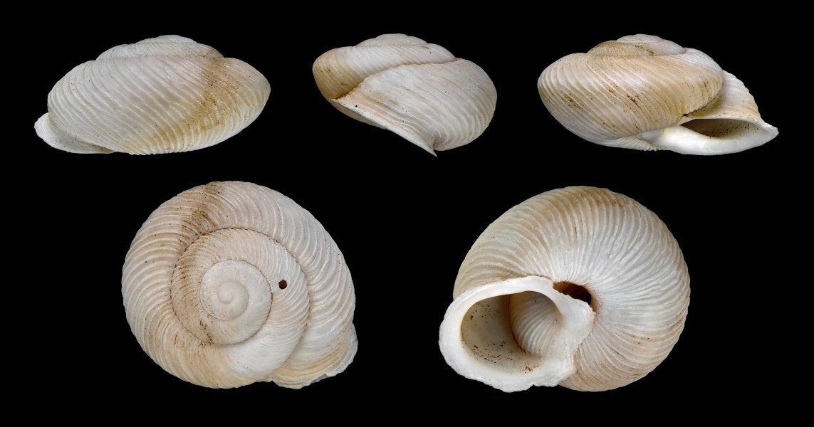 Hemicycla inutilis 01