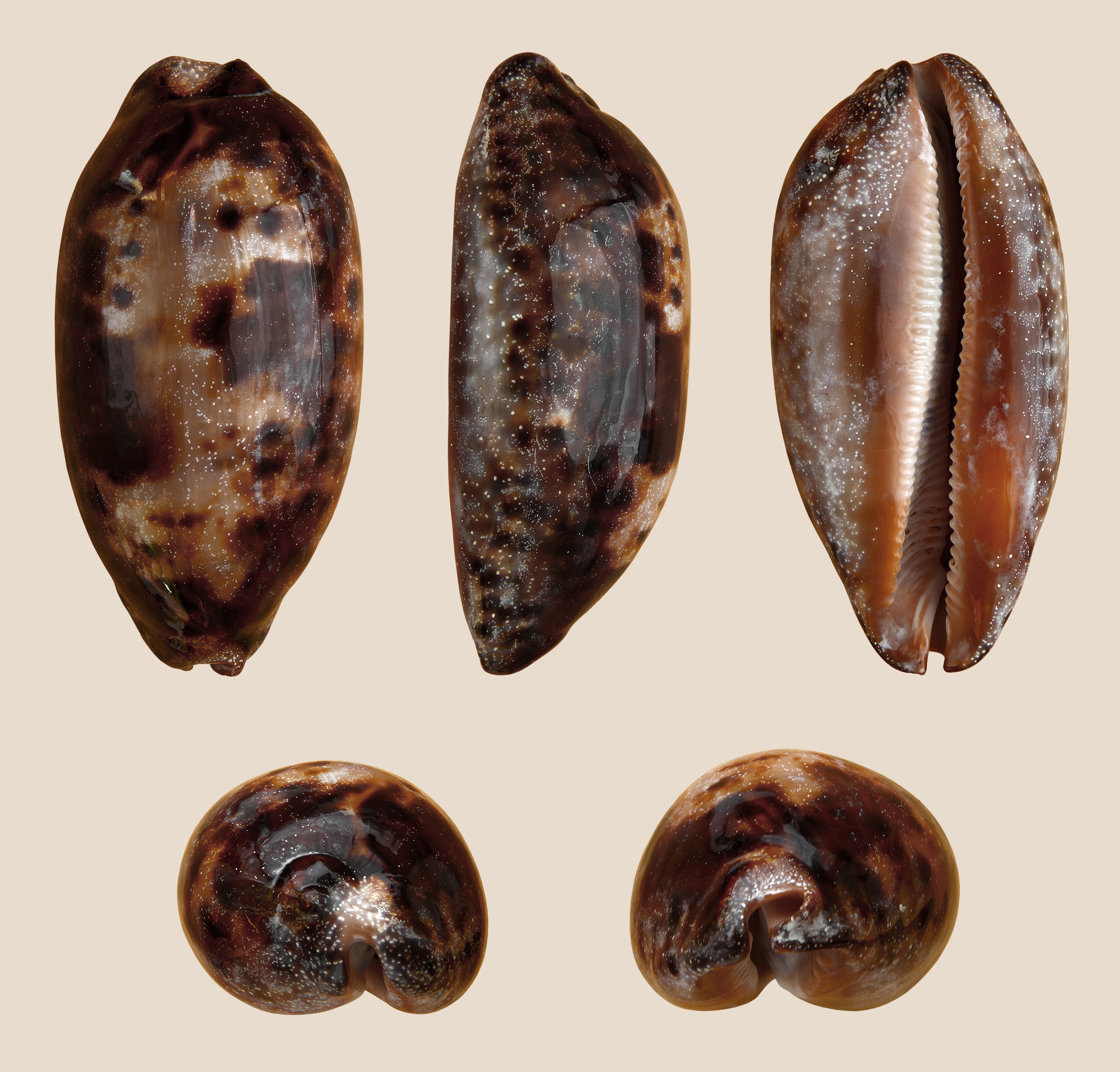 Chelycypraea testudinaria 01