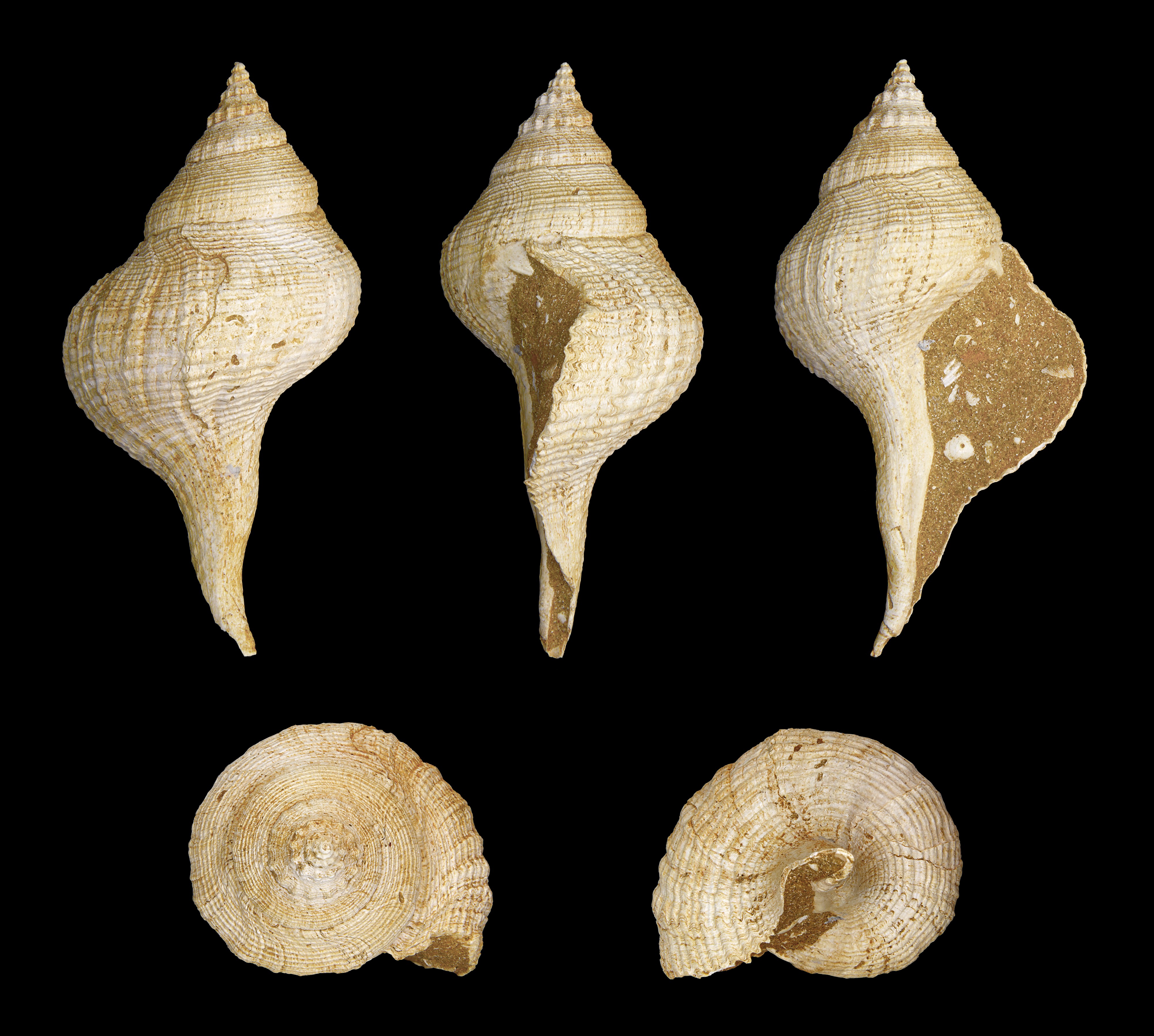 Euthriofusus burdigalensis forma typica 01