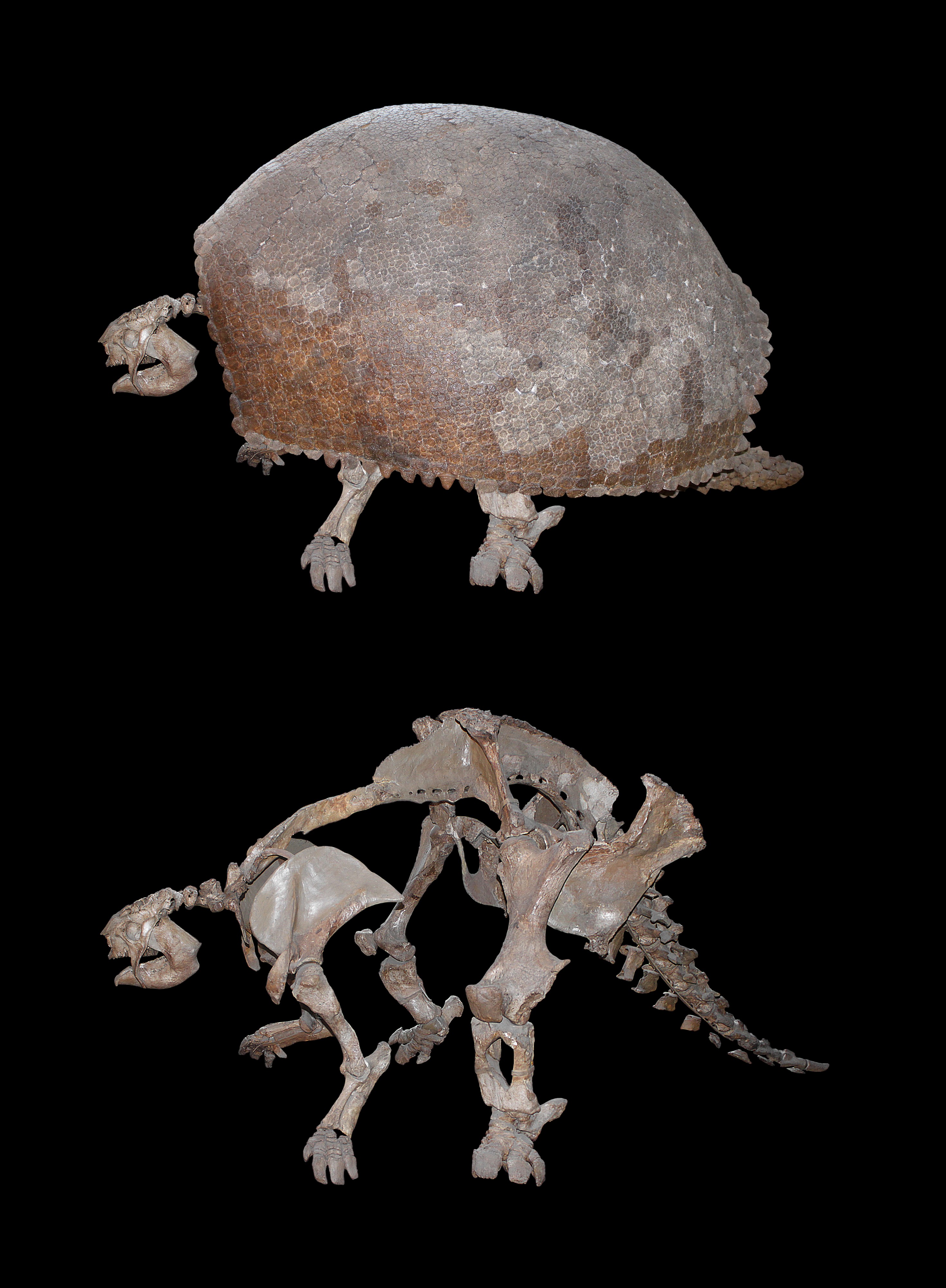 Glyptodon clavipes 01