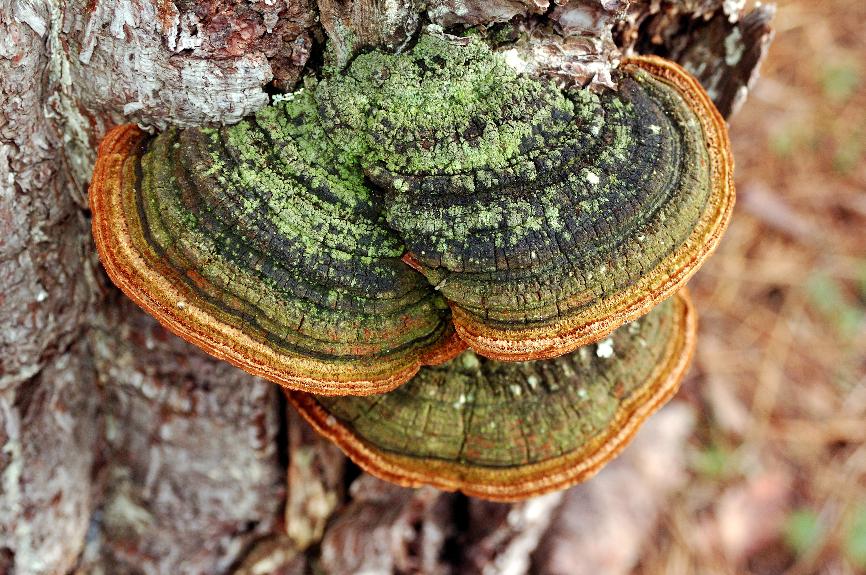 Another great mushroom we found on a walk through the pinery. Bajouca, Portugal (396452863)