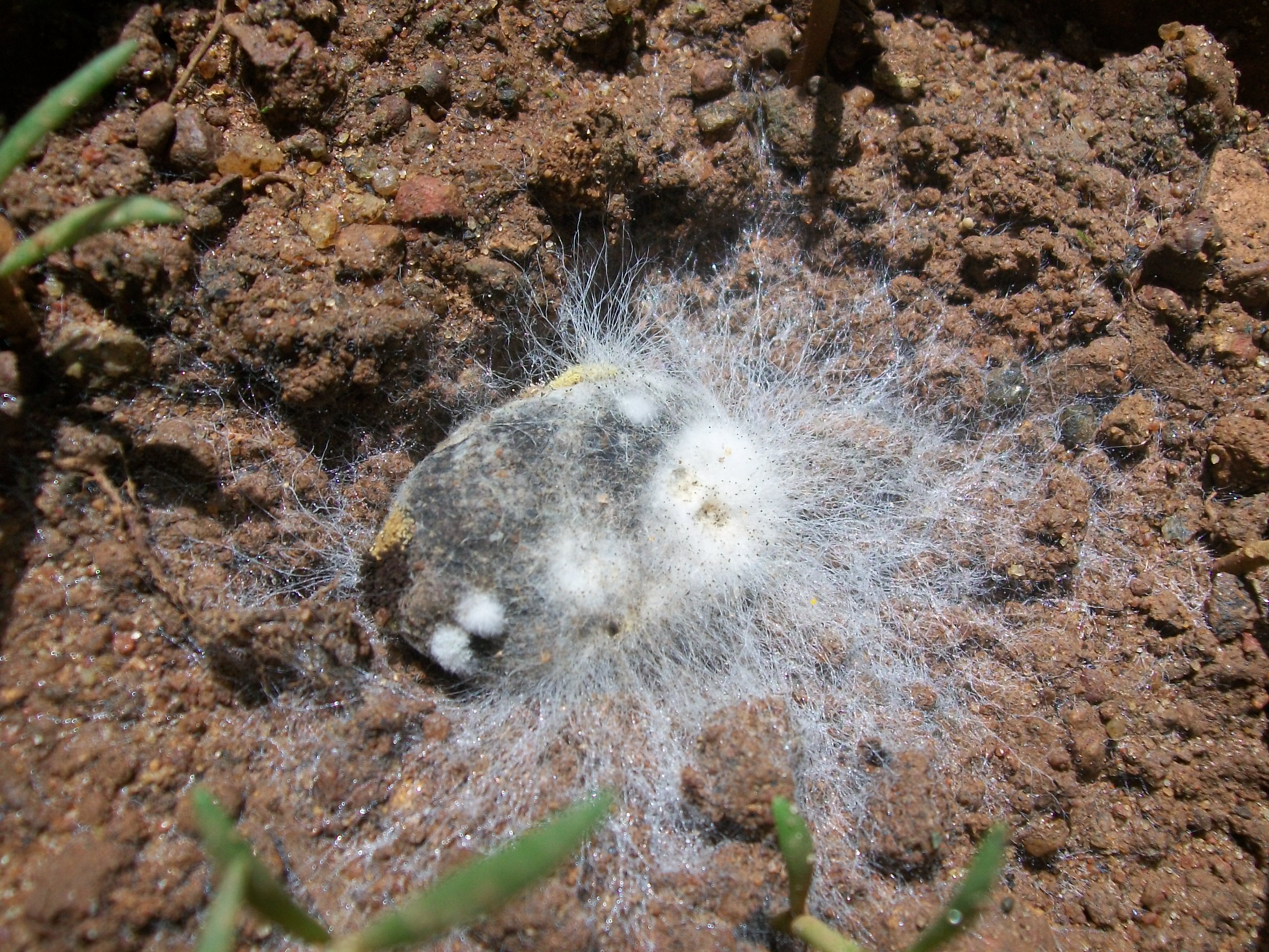 White mould on the wrotten seed