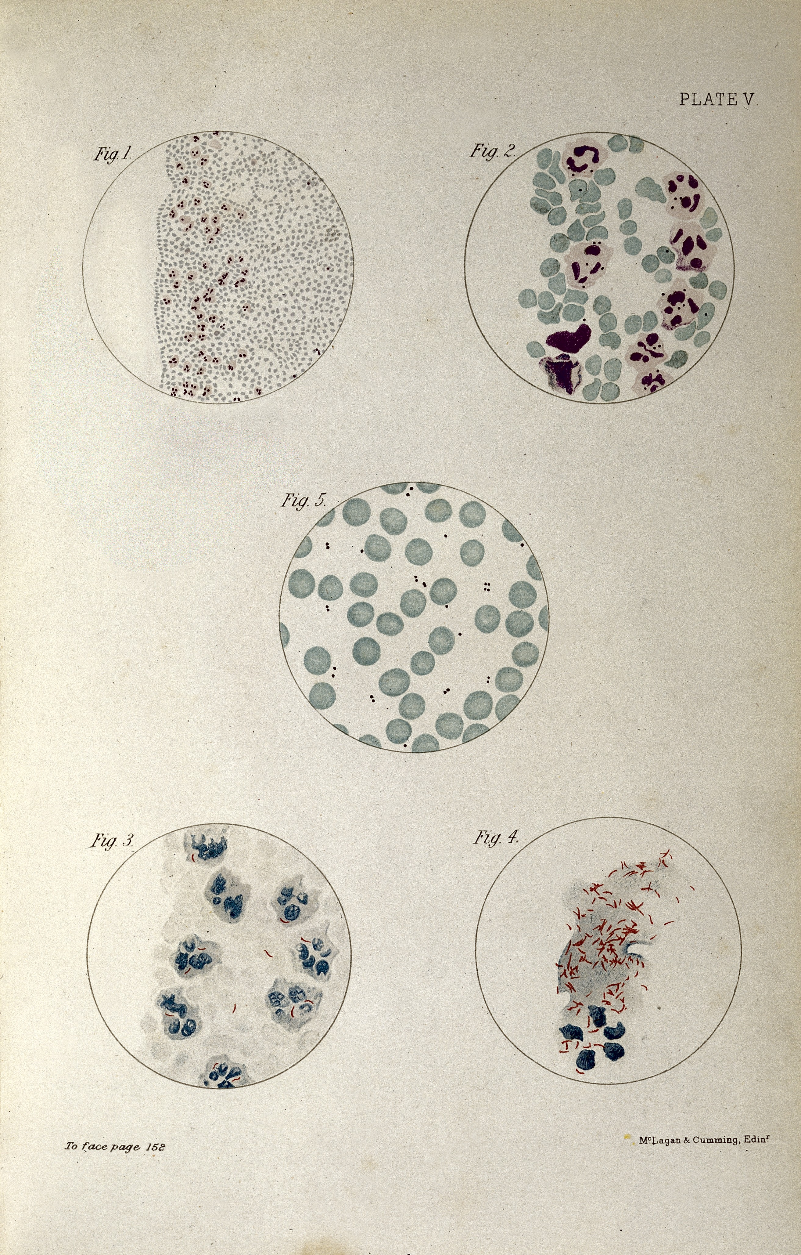 A.E. Wright, Handbook of the technique of Wellcome L0031433