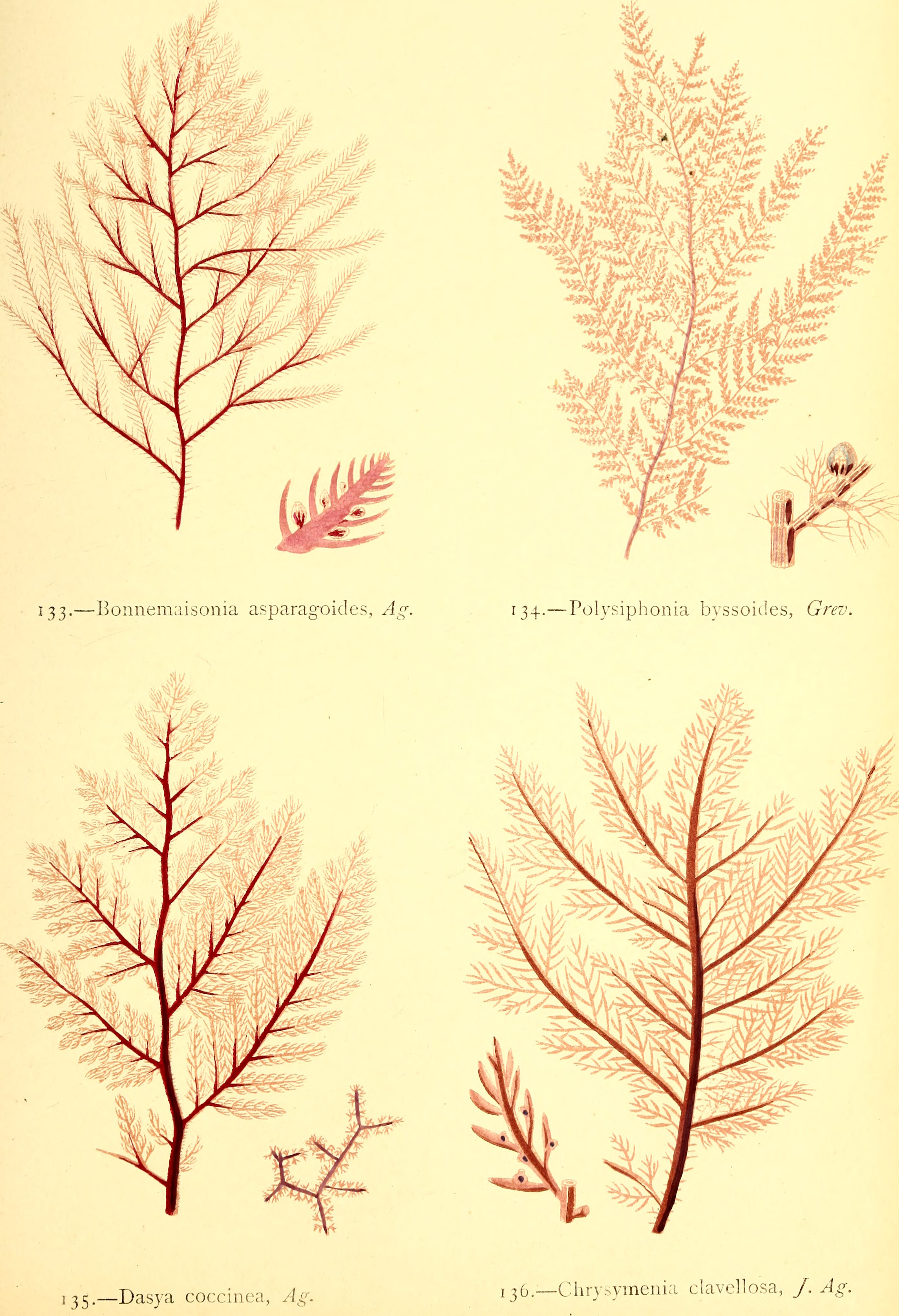 British sea-weeds - drawn from Professor Harvey's 