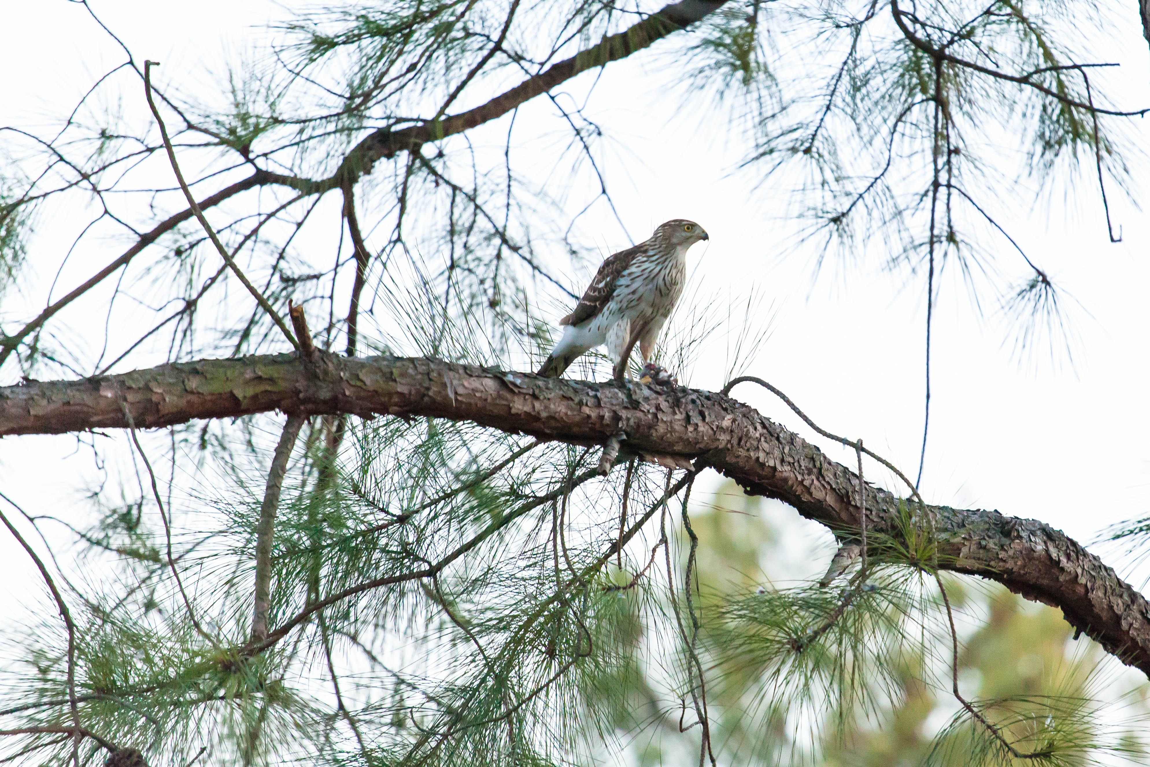 Cooper's hawk (25109770406)