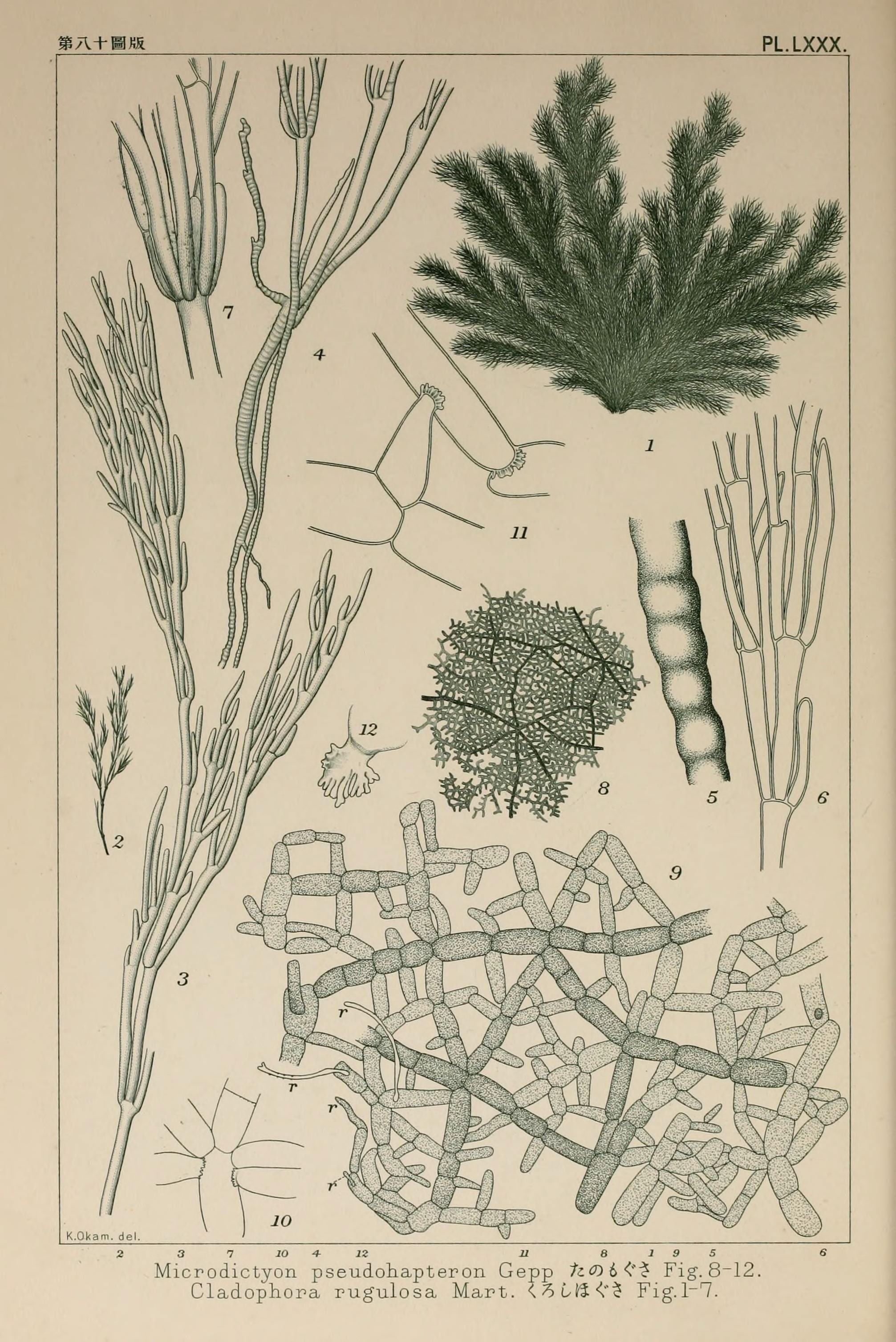 Icones of Japanese algae (Pl. LXXX) (6049920351)